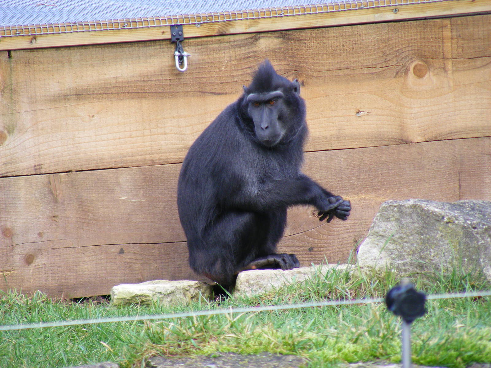 Sulawesi crested macaque at Marwell Wildlife, 23 January 2011