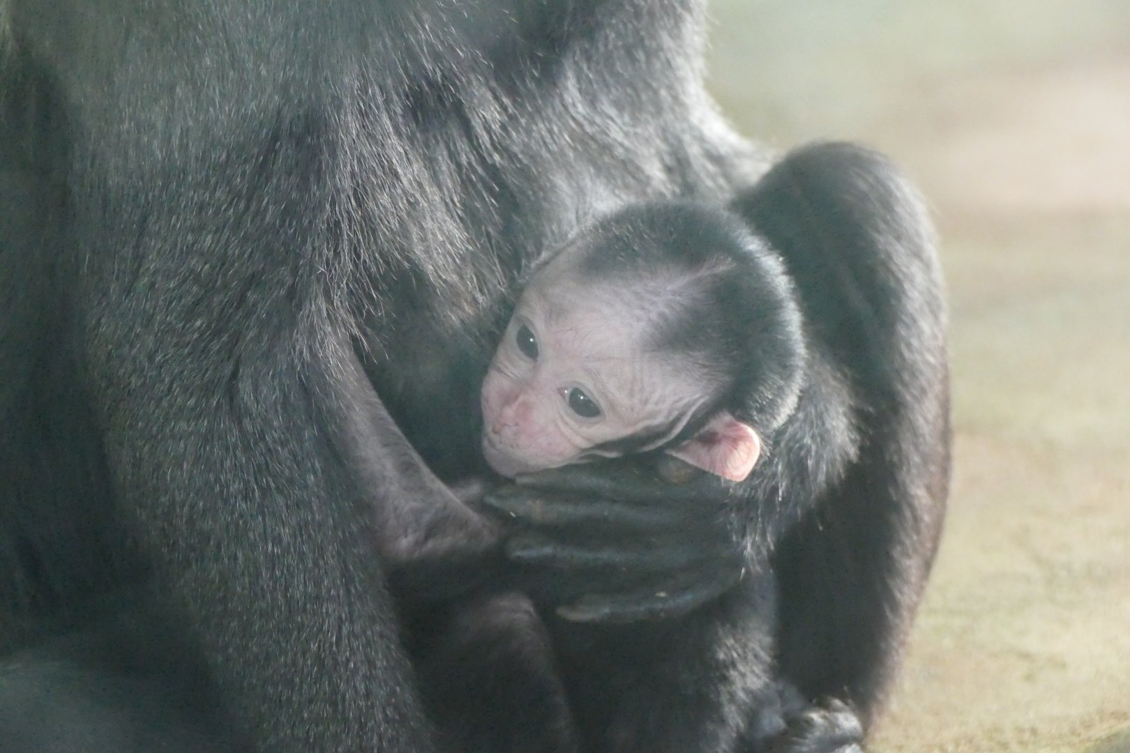 Sulawesi crested  macaque, December 2017