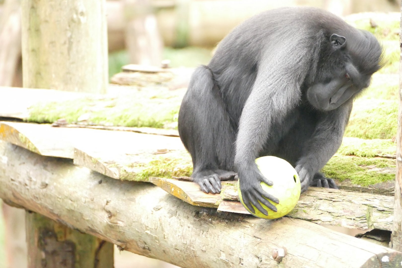 Sulawesi crested macaque, December 2021