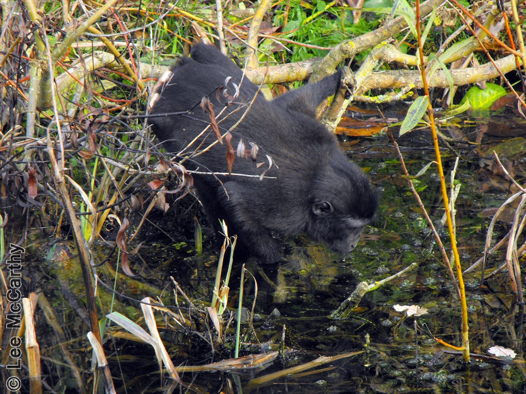 Sulawesi Crested Macaque Drinking Chester Zoo 31st October 2010