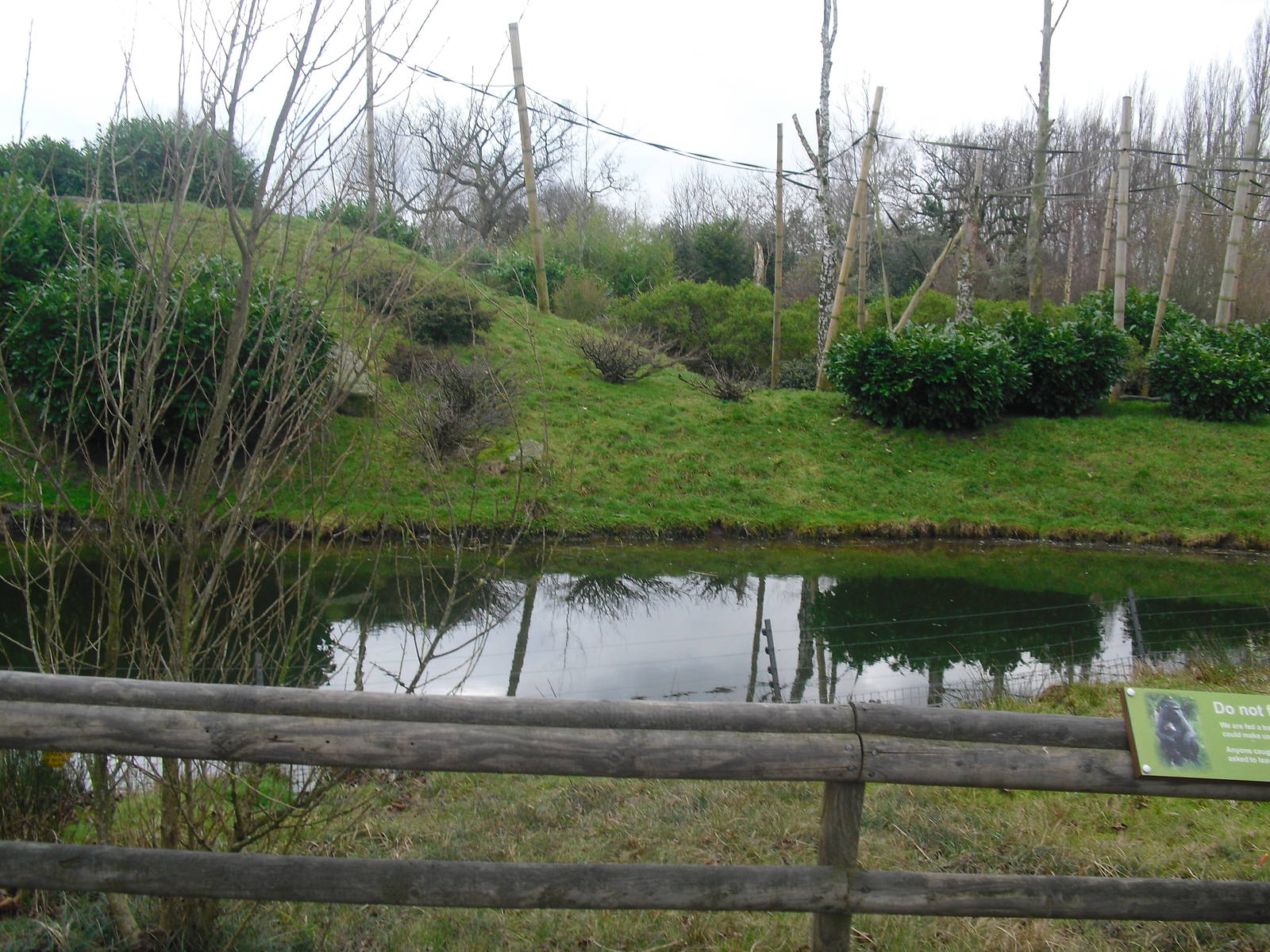 Sulawesi Crested Macaque Enclosure - 16/02/2011