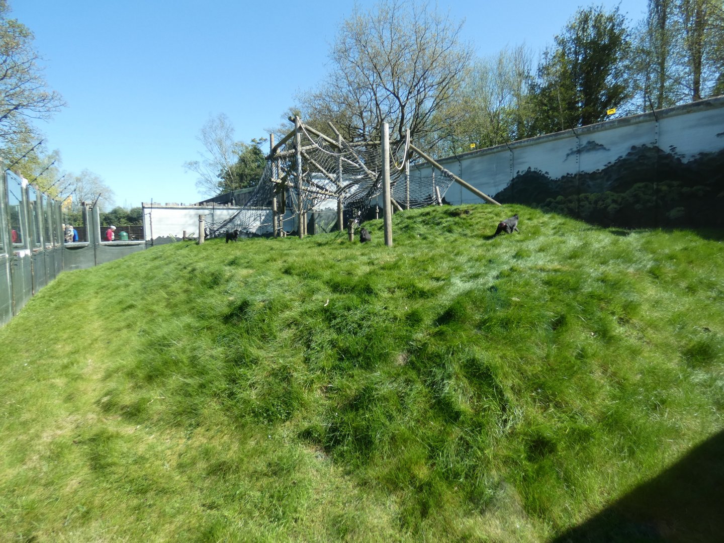 Sulawesi crested macaque enclosure (2)