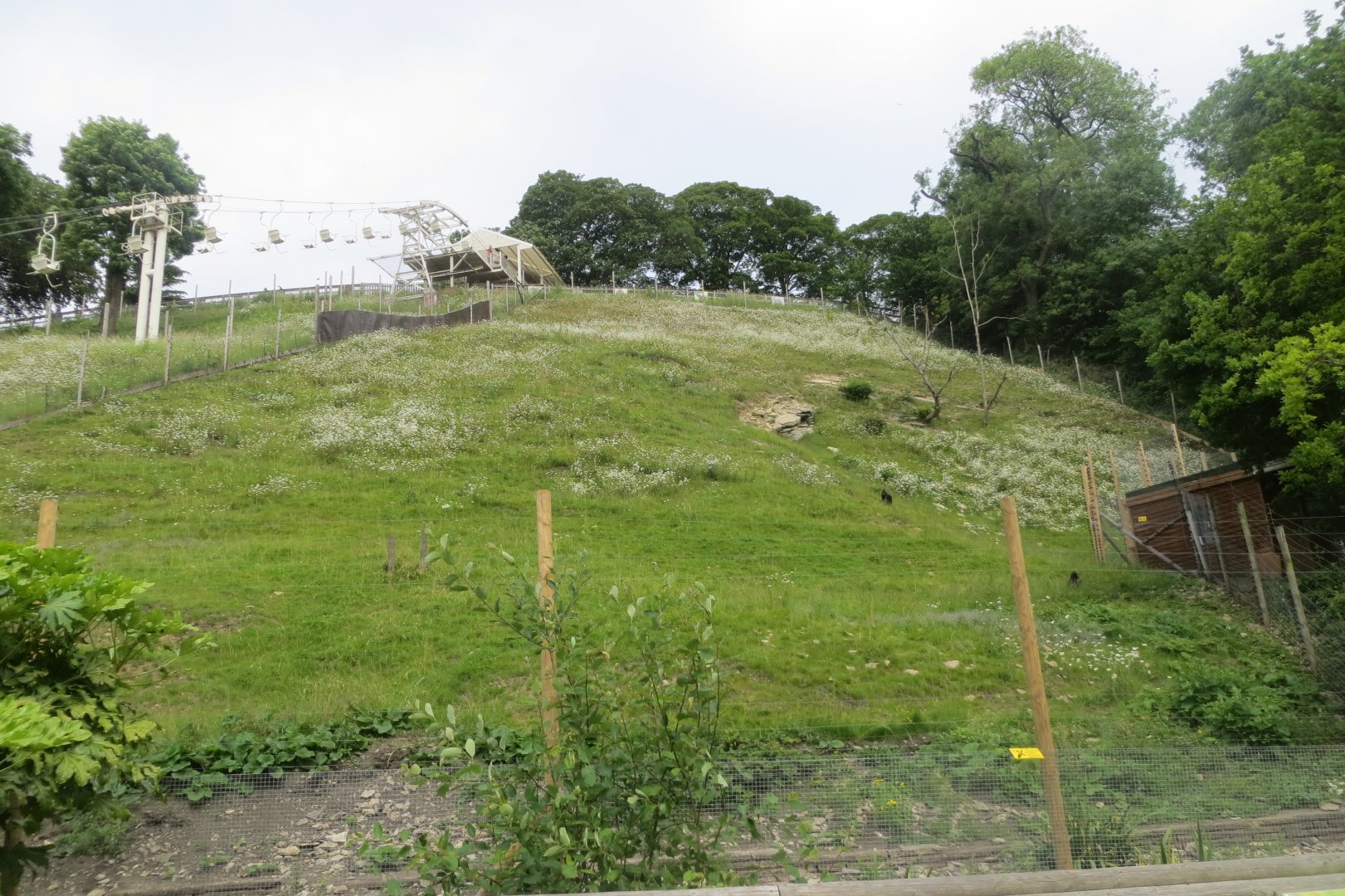 Sulawesi crested macaque enclosure 230619