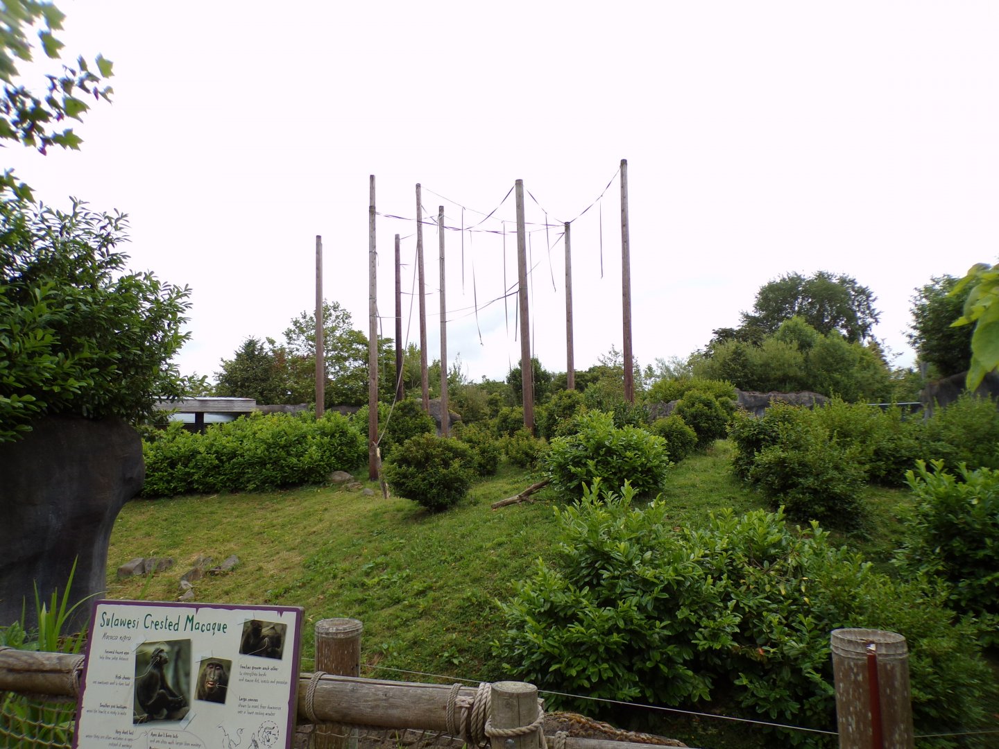 Sulawesi crested macaque enclosure 29.6.24