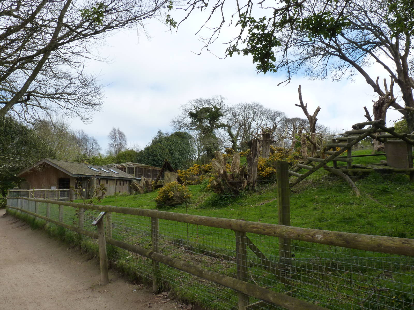 Sulawesi Crested Macaque Enclosure, April 2013