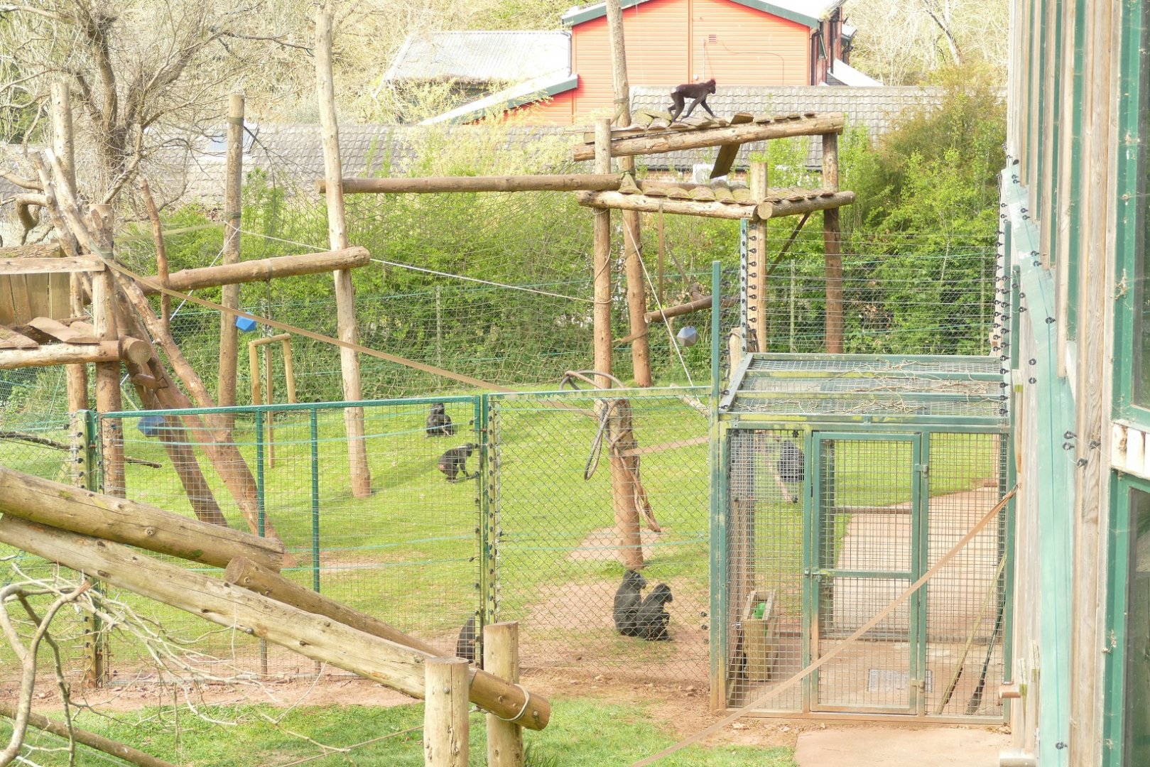 Sulawesi crested macaque enclosure, April 2021