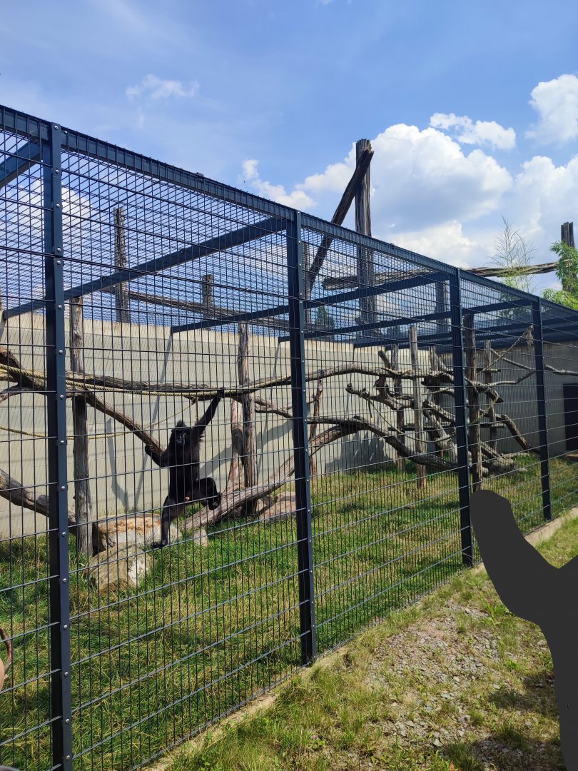 Sulawesi crested macaque enclosure - Artenschutzzentrum Grasleben