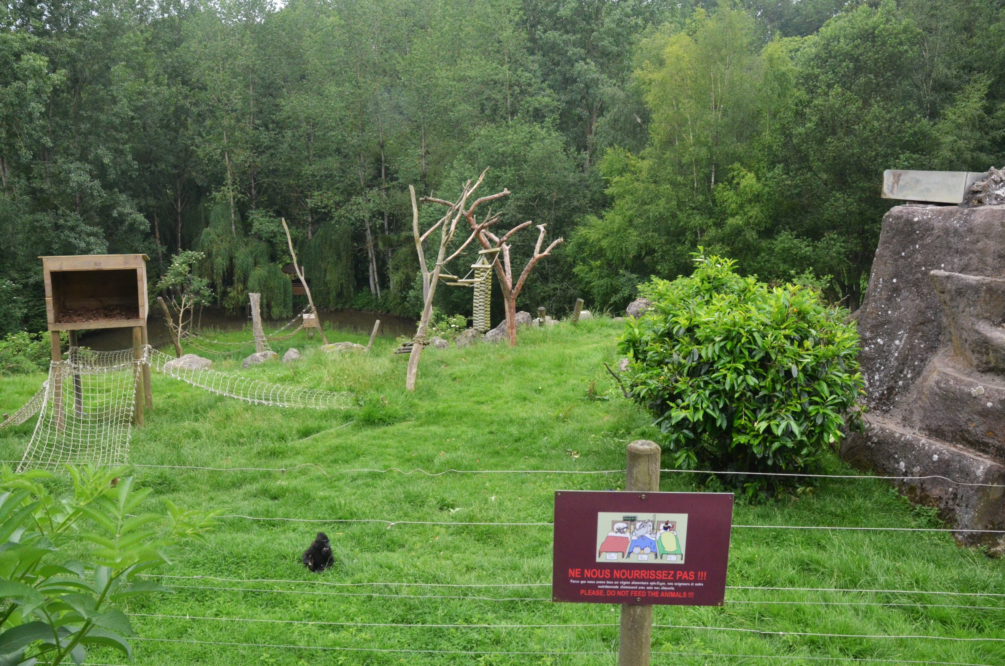 Sulawesi Crested Macaque Enclosure at CERZA, 10/06/18