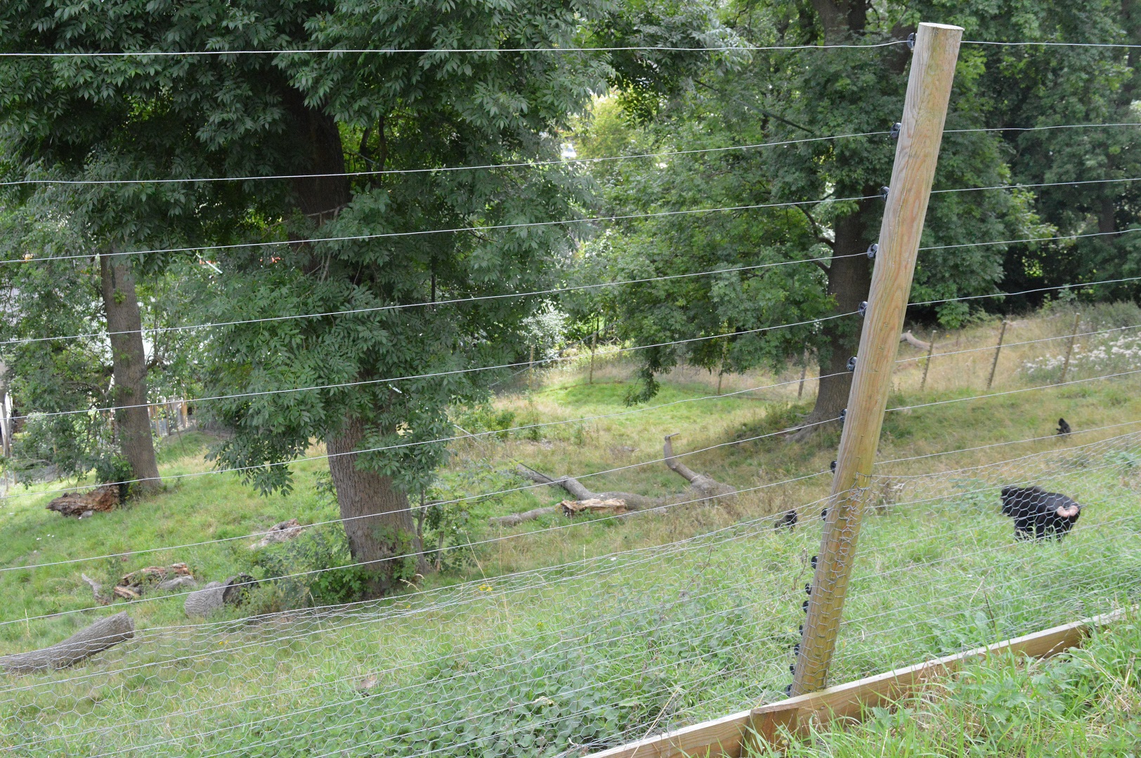 Sulawesi crested macaque enclosure