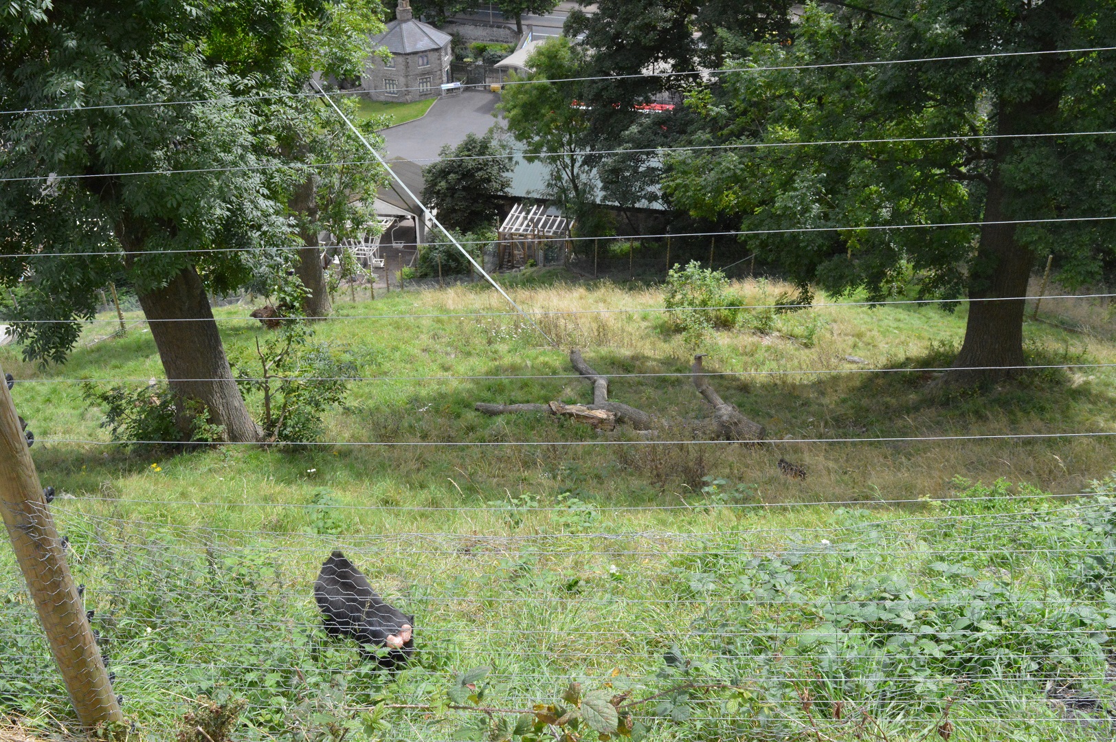 Sulawesi crested macaque enclosure