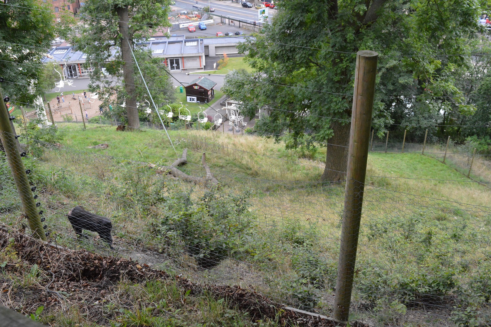 Sulawesi crested macaque enclosure