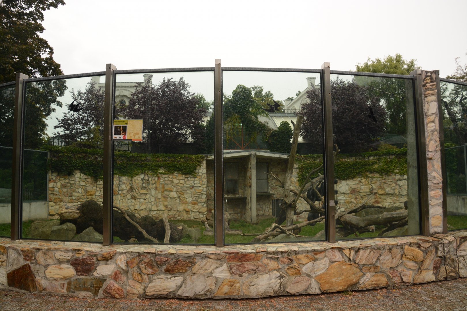 Sulawesi Crested Macaque enclosure