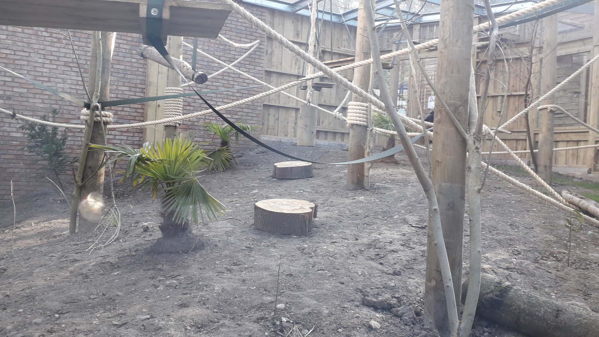 Sulawesi Crested Macaque Enclosure