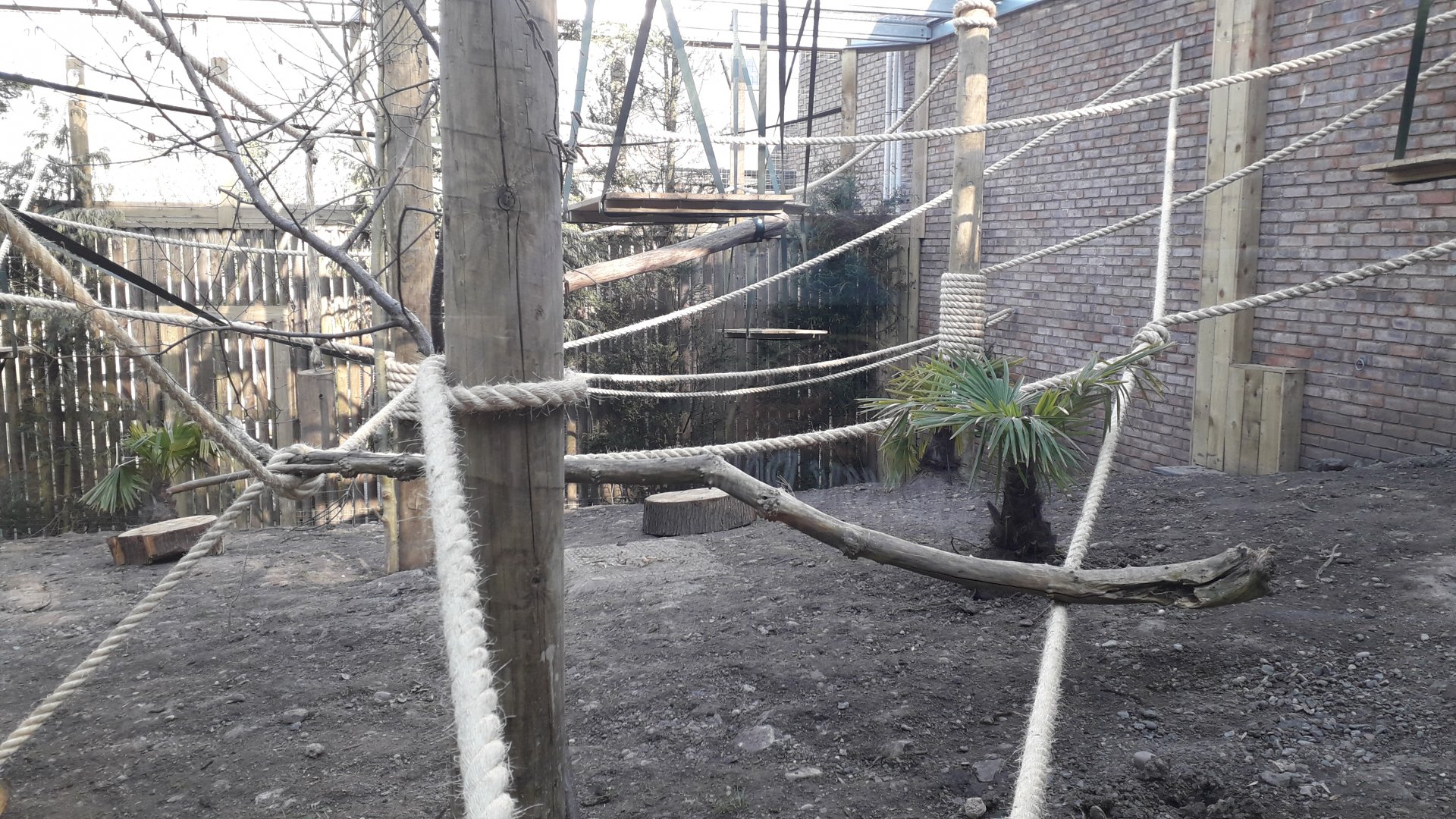 Sulawesi Crested Macaque Enclosure