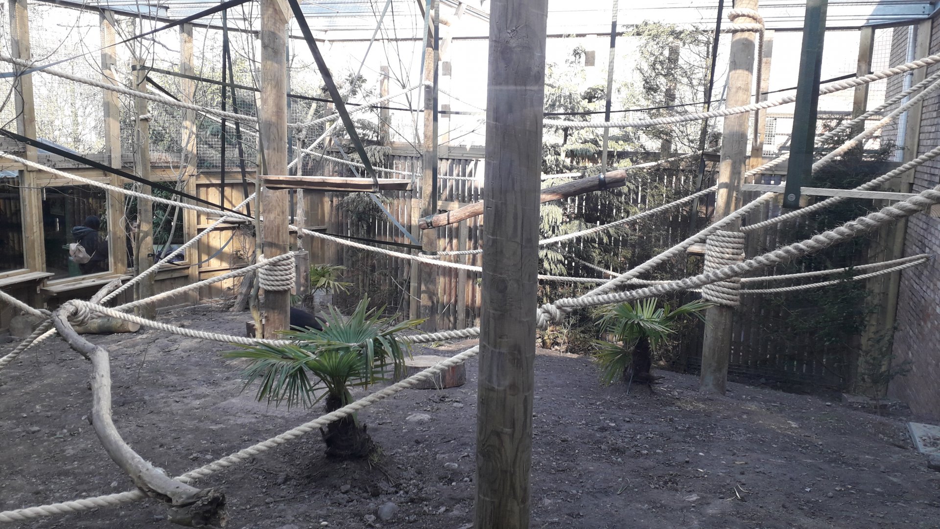 Sulawesi Crested Macaque Enclosure