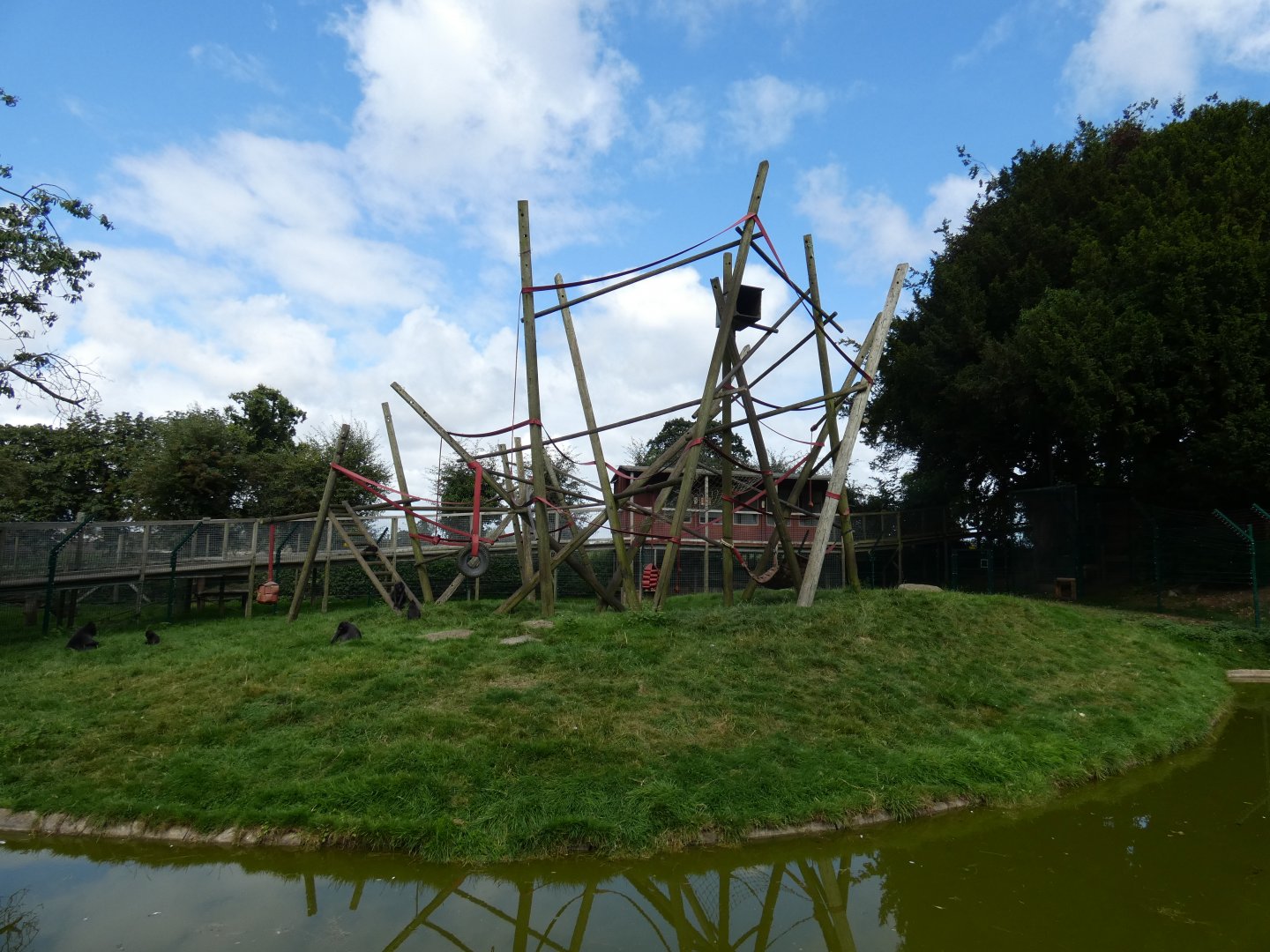 Sulawesi crested macaque enclosure