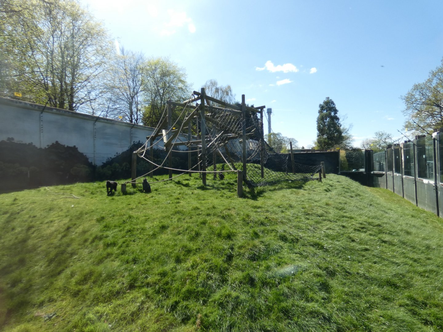 Sulawesi crested macaque enclosure