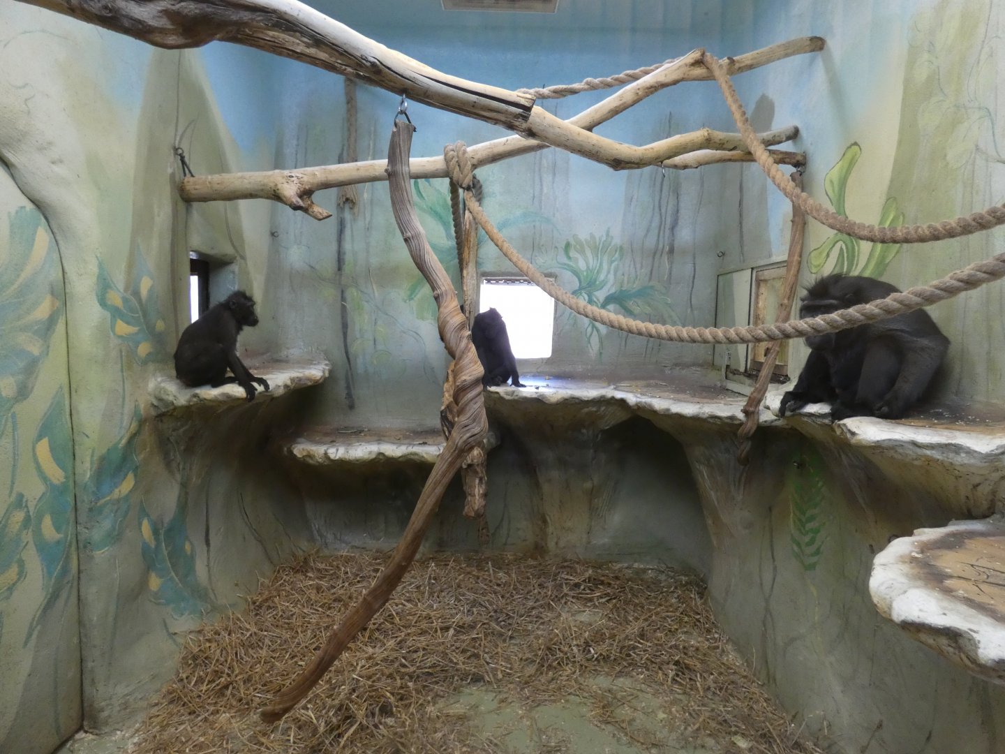 Sulawesi crested macaque enclosure