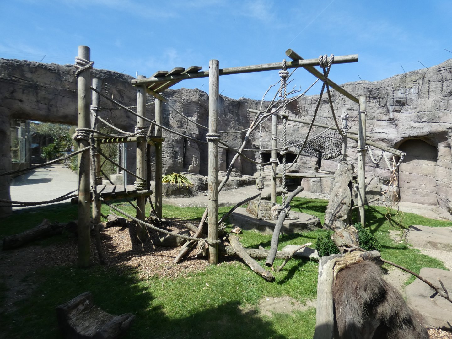 Sulawesi crested macaque enclosure