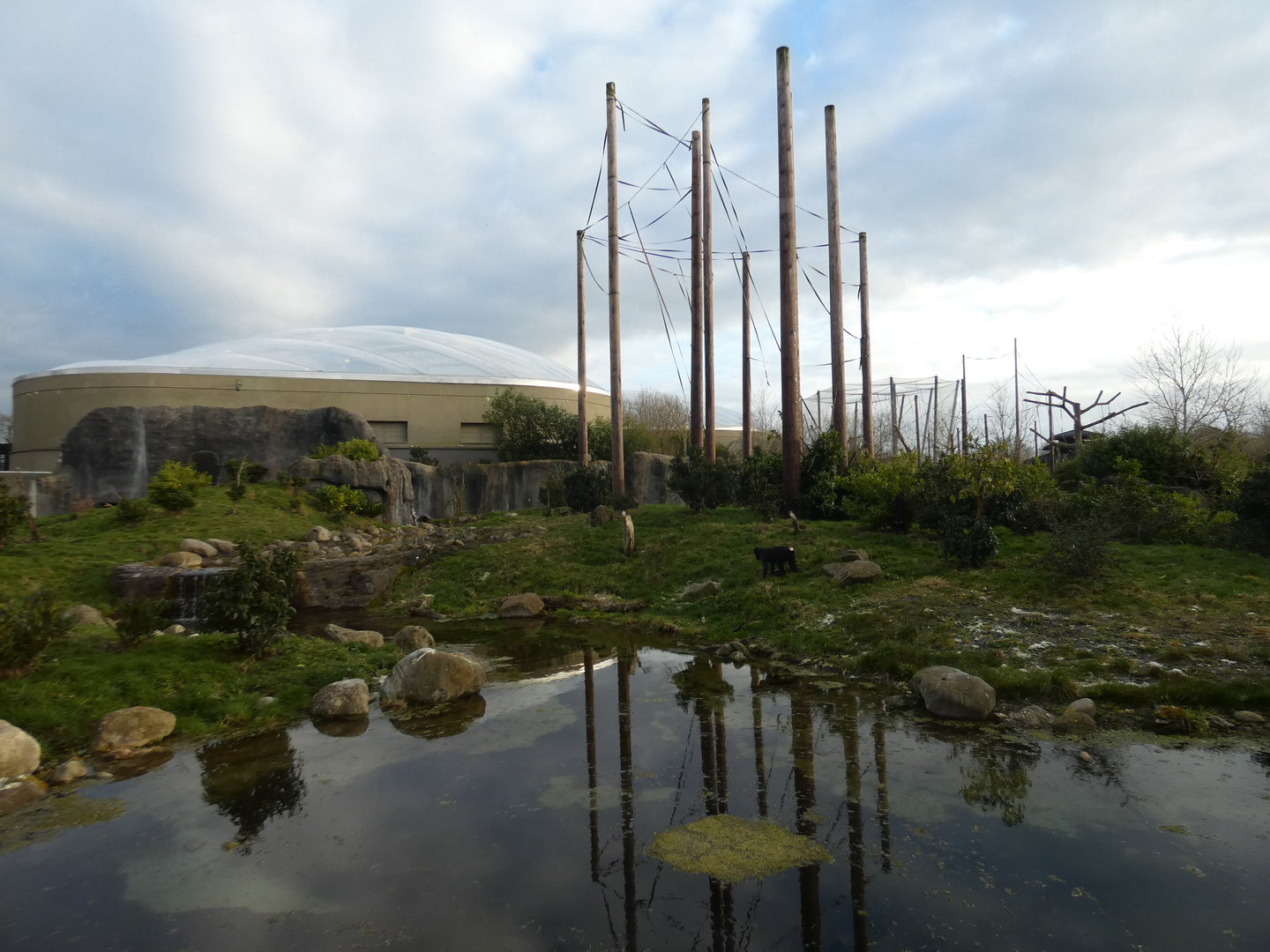 Sulawesi crested macaque enclosure