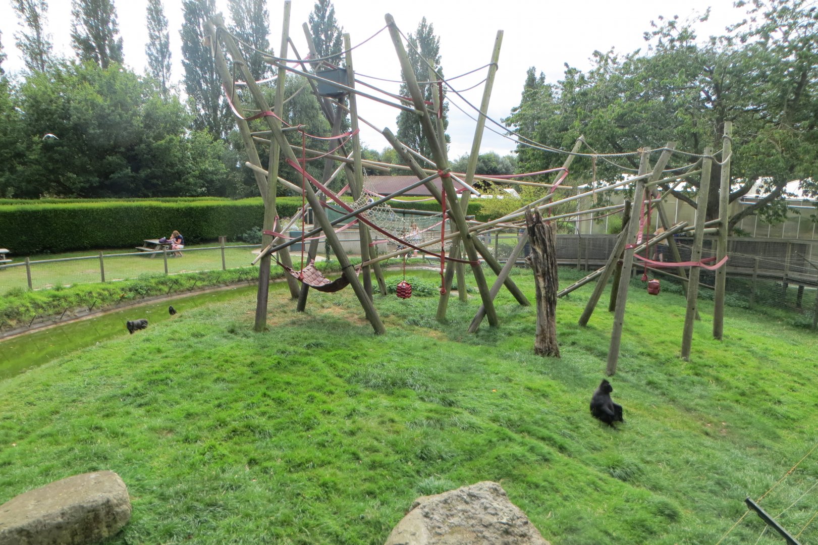 Sulawesi crested macaque exhibit 070819