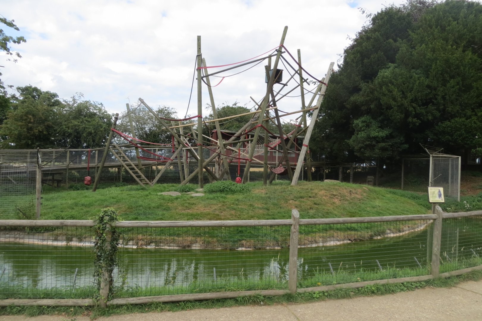Sulawesi crested macaque exhibit 070819