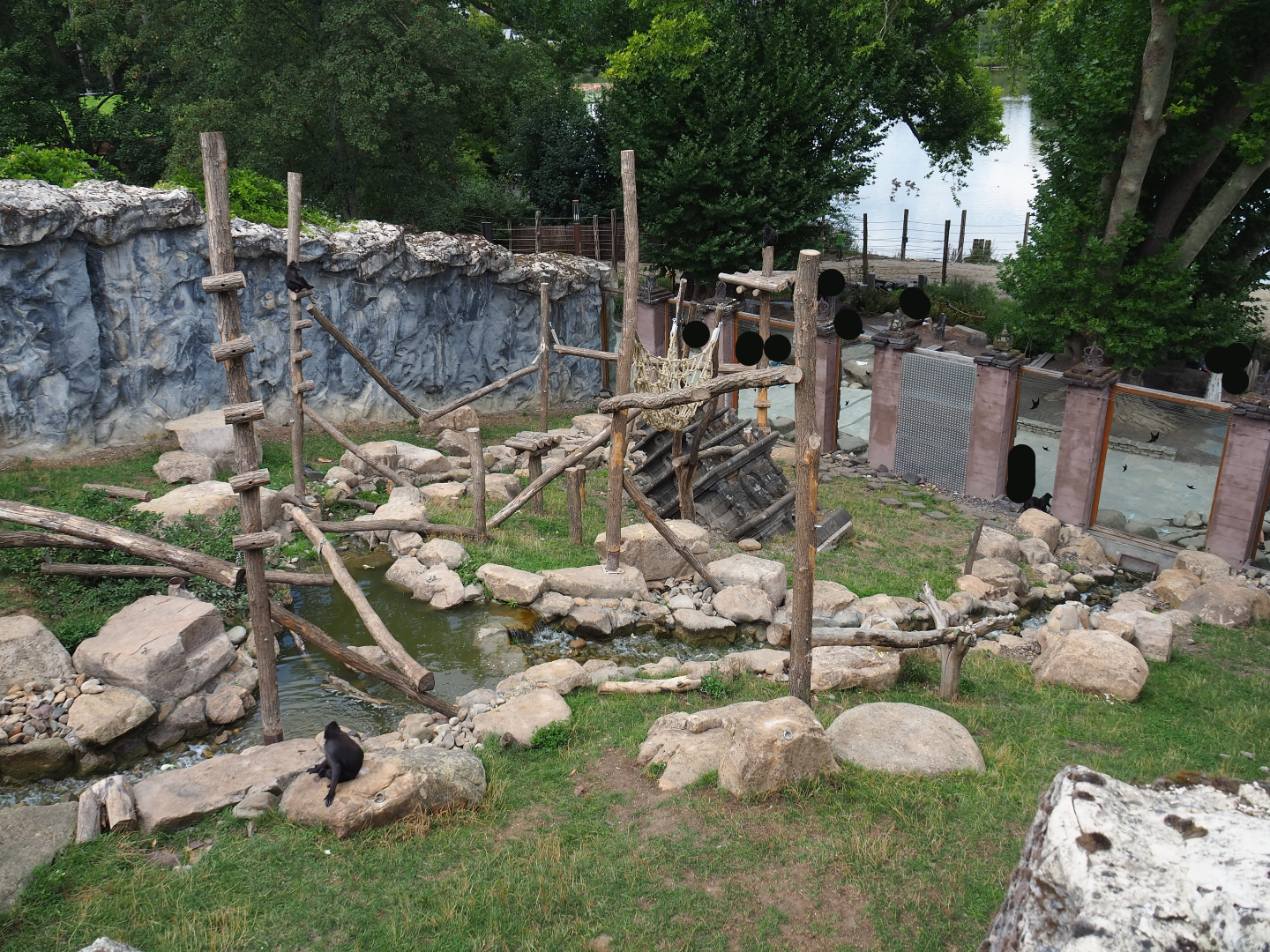 Sulawesi crested macaque exhibit, 2020-09-02