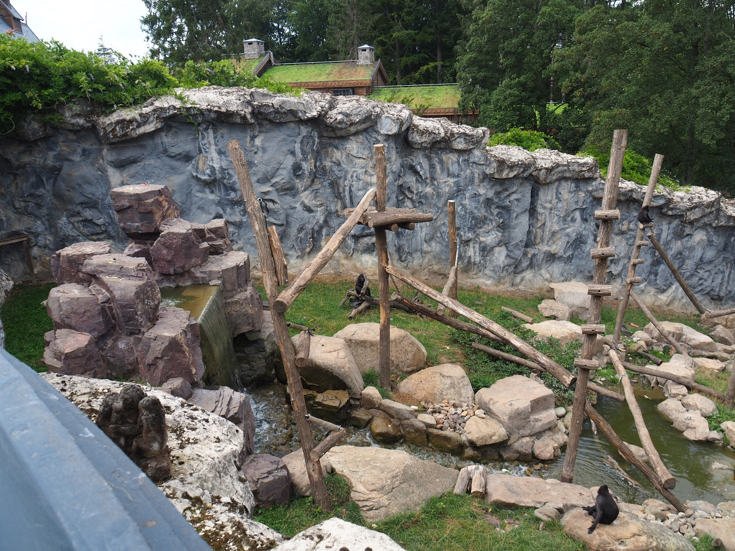 Sulawesi crested macaque exhibit, 2020-09-02