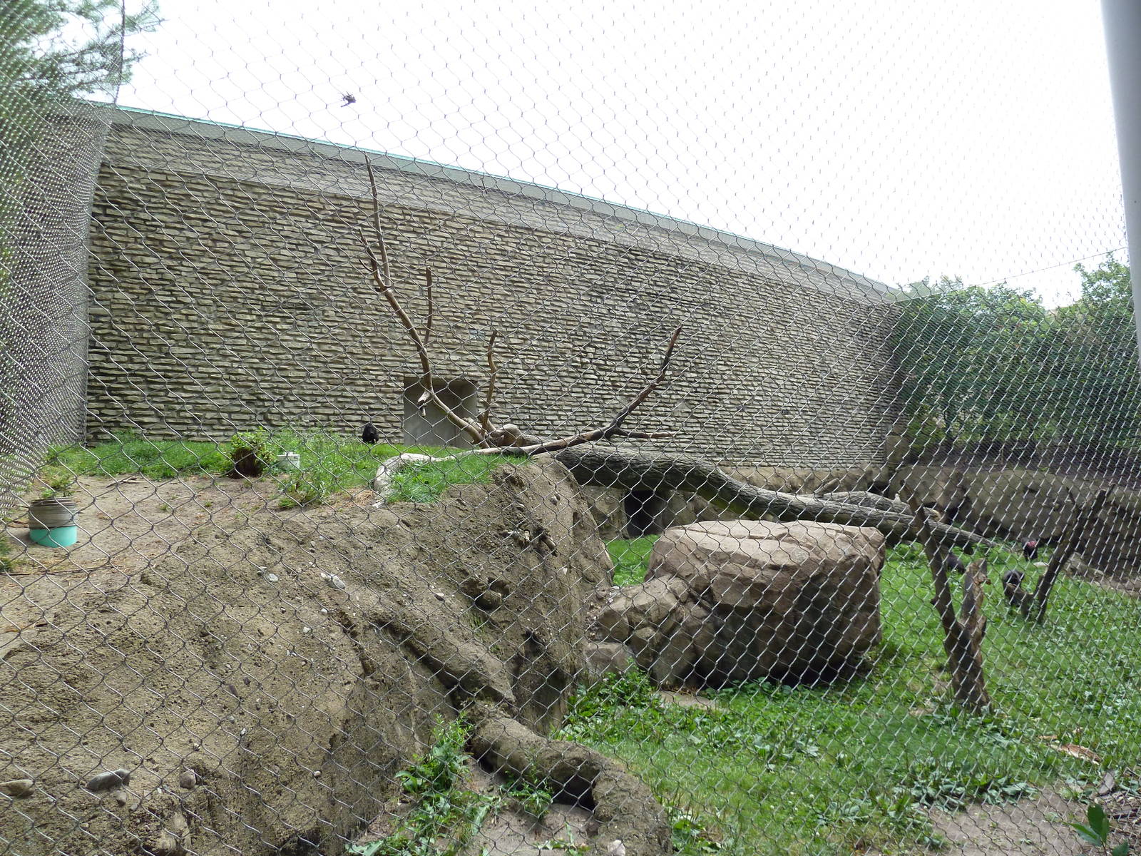 Sulawesi Crested Macaque Exhibit