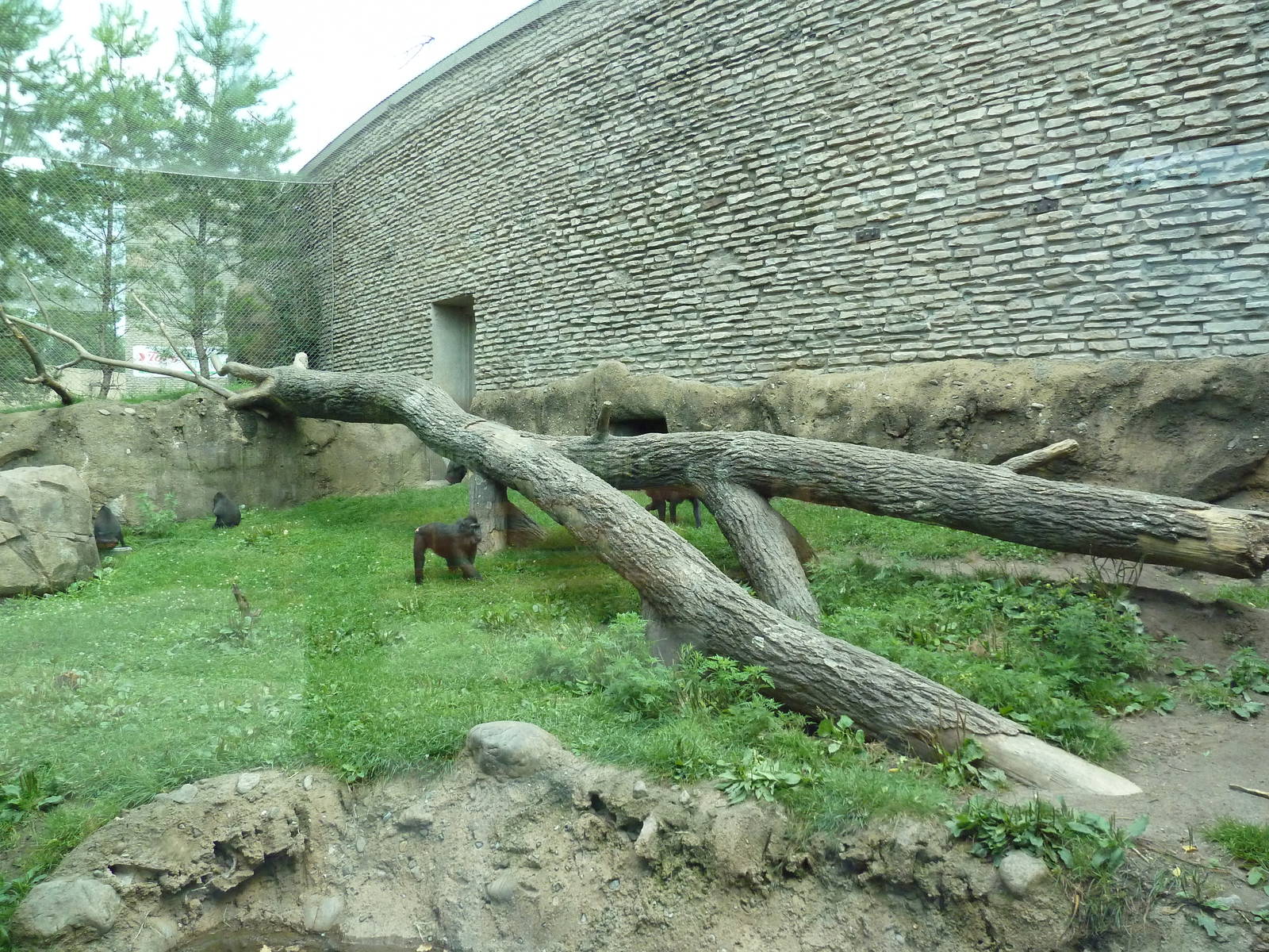 Sulawesi Crested Macaque Exhibit