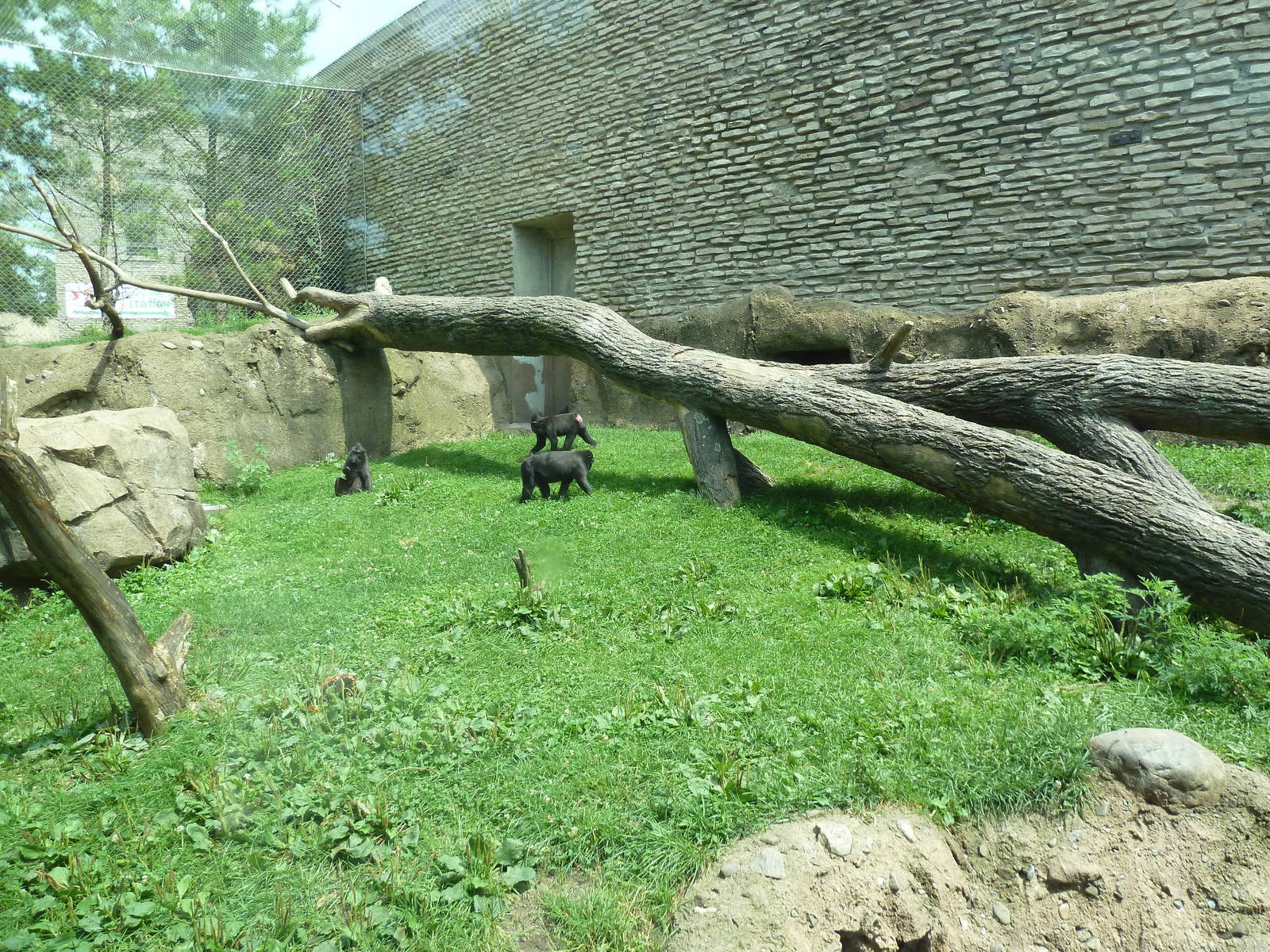 Sulawesi Crested Macaque Exhibit