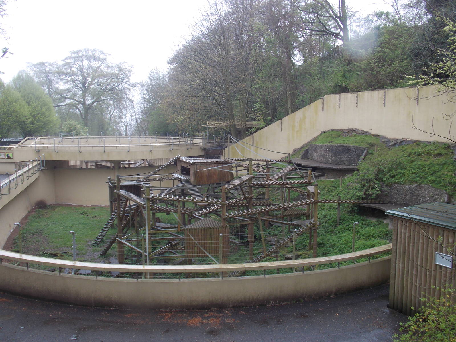 Sulawesi Crested Macaque exhibit