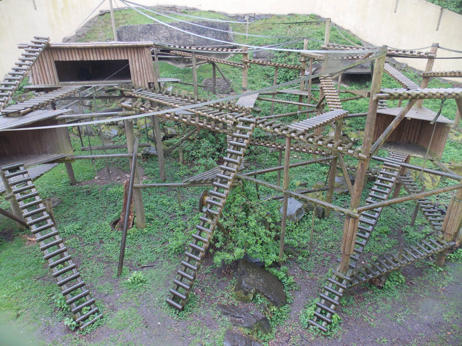 Sulawesi Crested Macaque exhibit