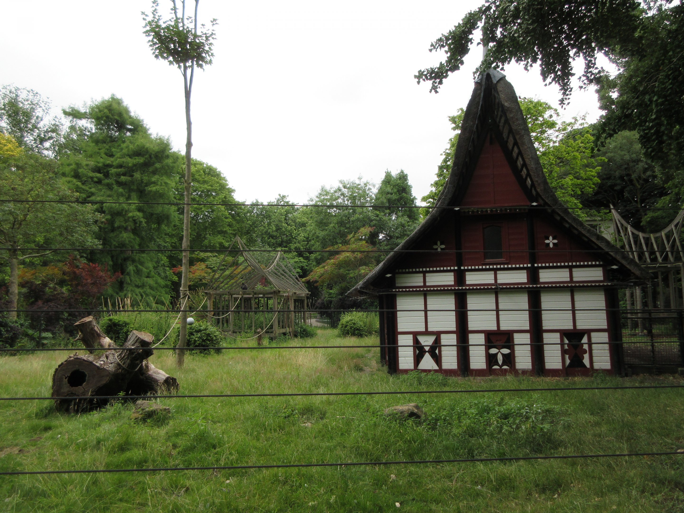 Sulawesi Crested Macaque Exhibit