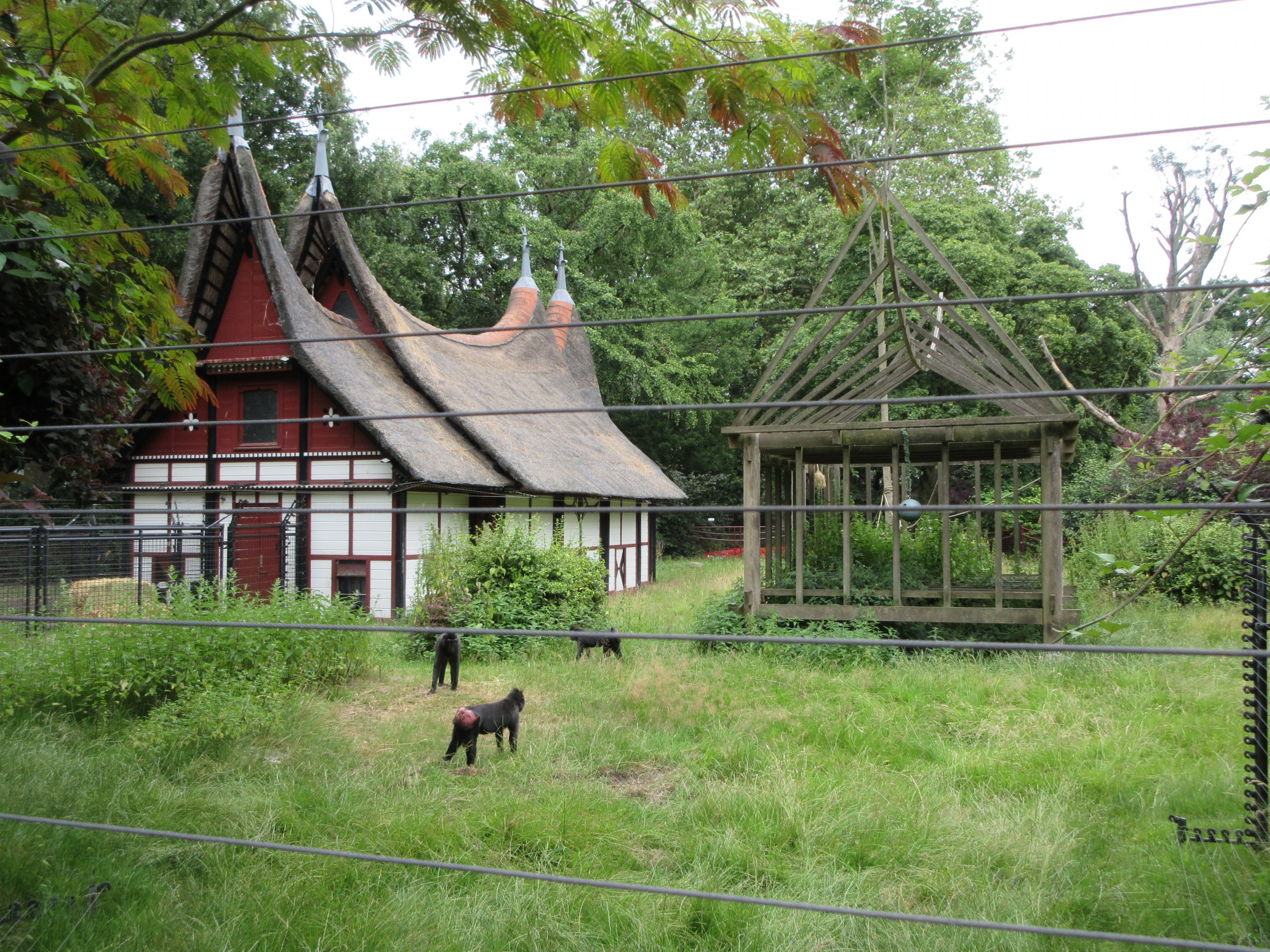 Sulawesi Crested Macaque Exhibit