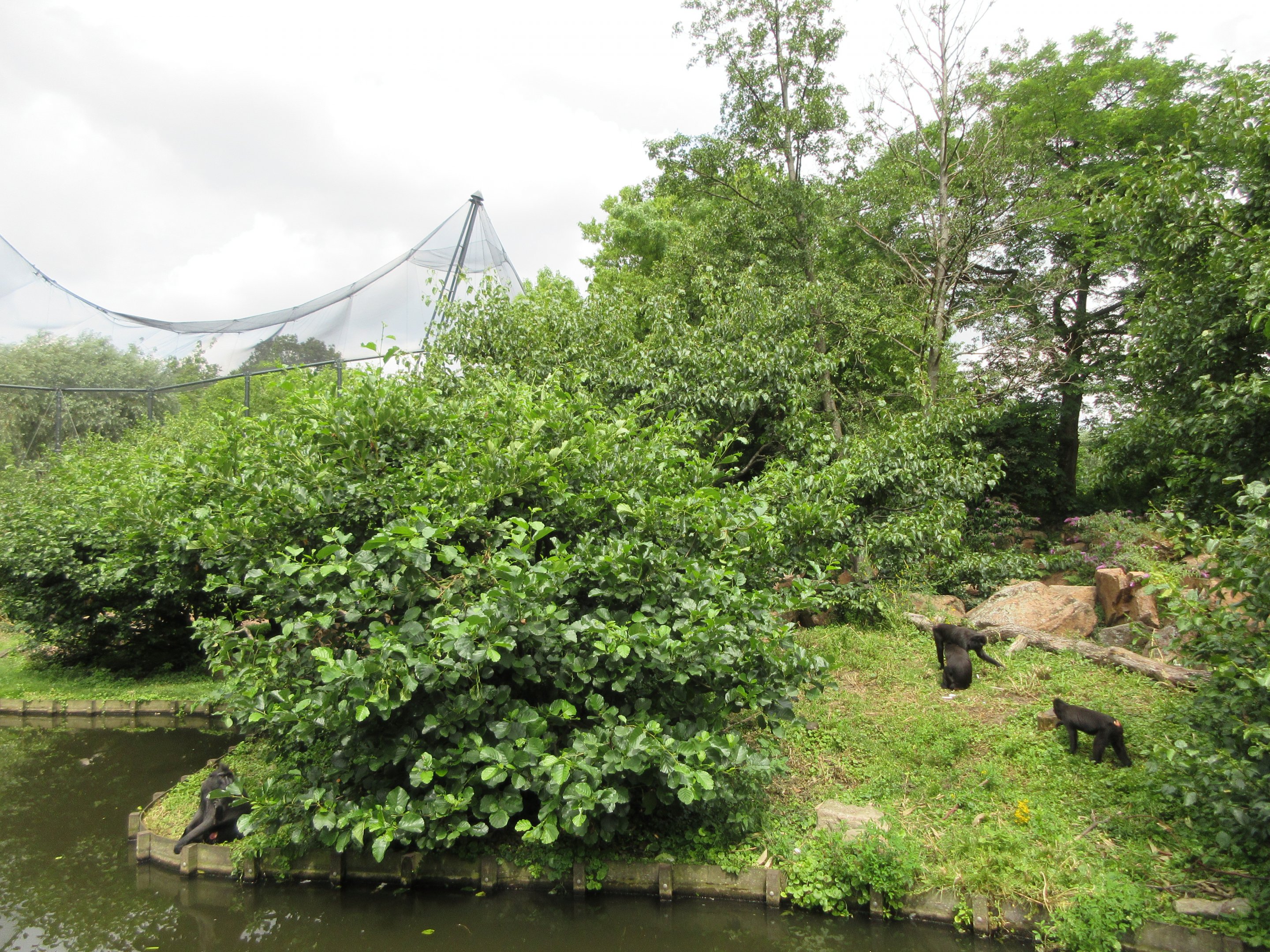 Sulawesi Crested Macaque Exhibit