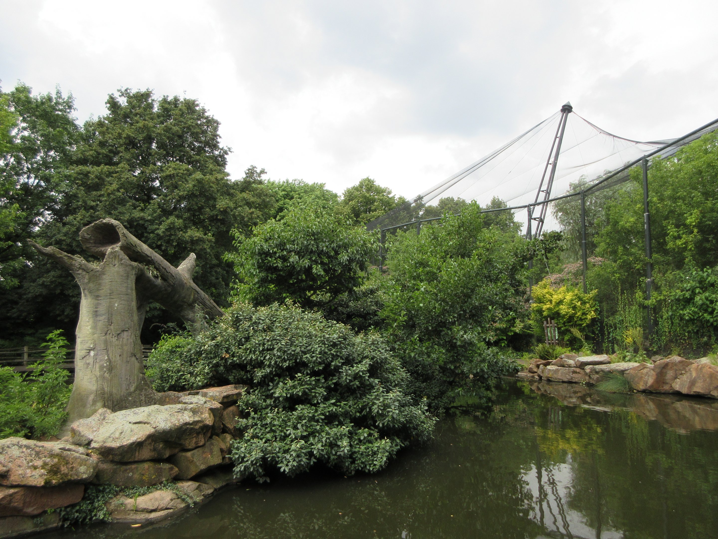 Sulawesi Crested Macaque Exhibit