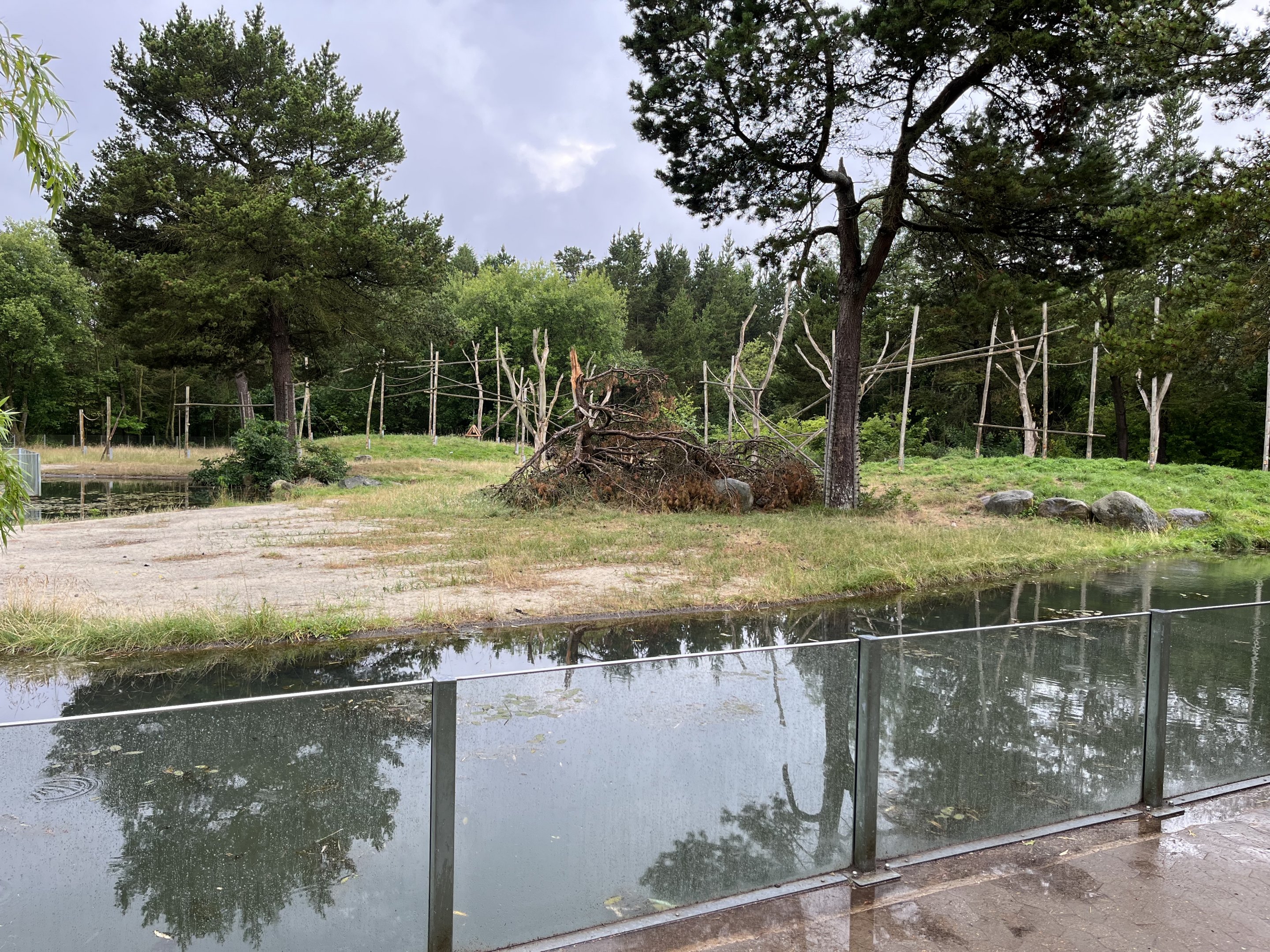 Sulawesi Crested Macaque Exhibit