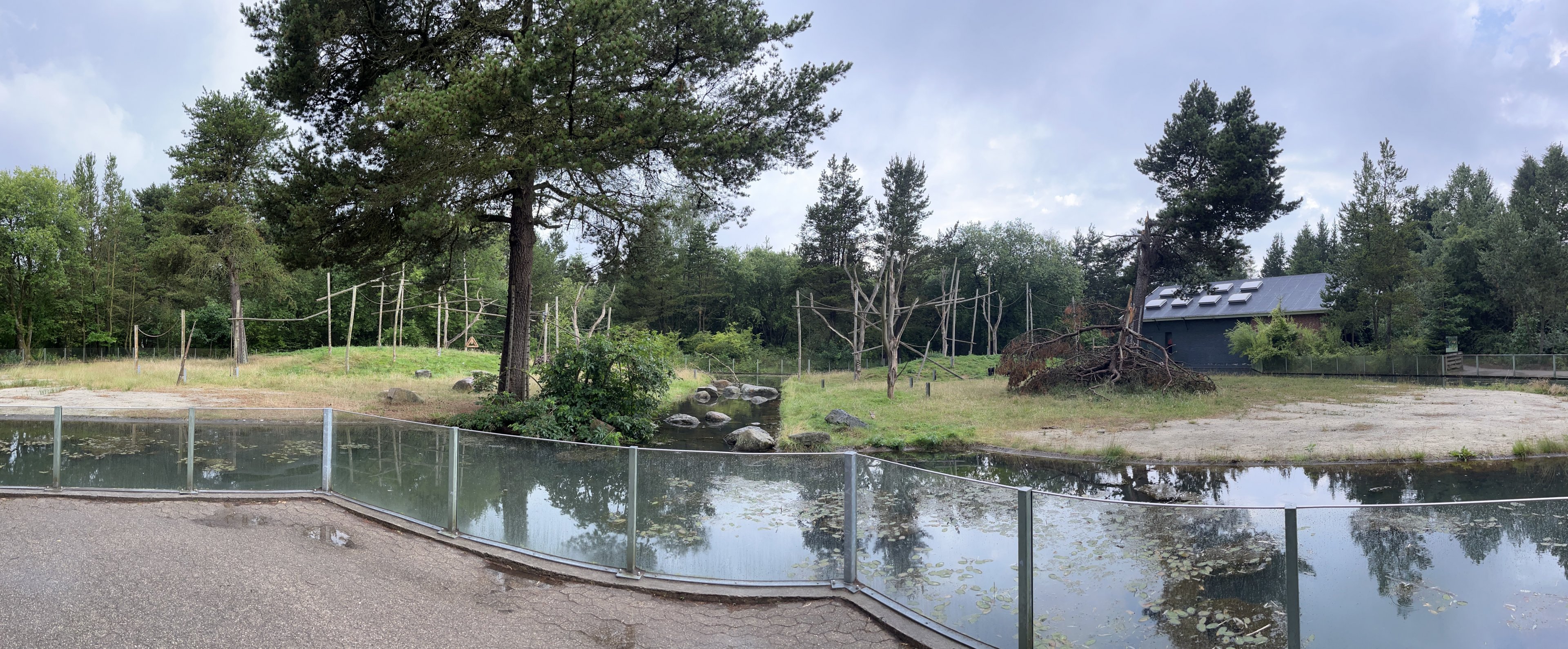 Sulawesi Crested Macaque Exhibit