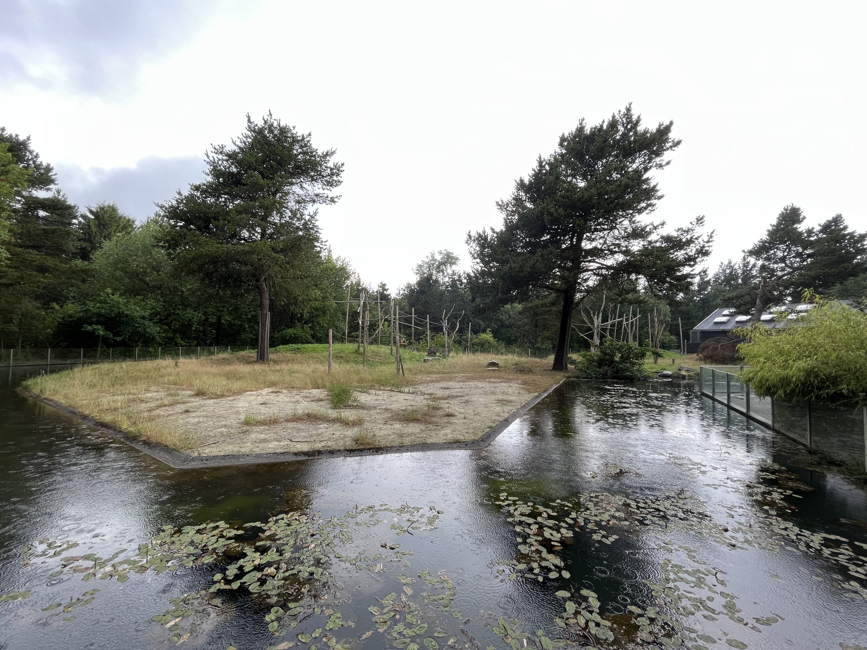Sulawesi Crested Macaque Exhibit