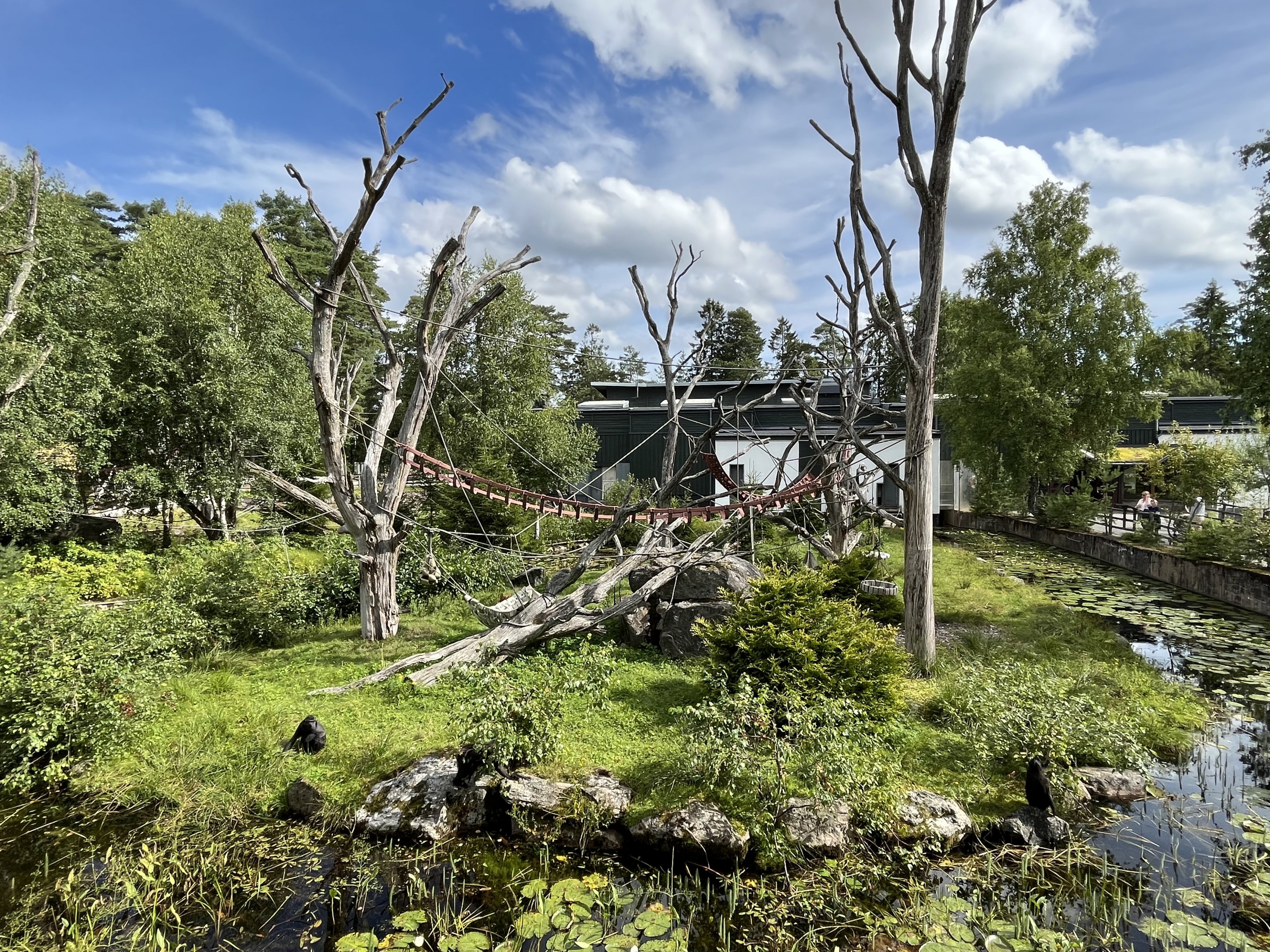 Sulawesi Crested Macaque Exhibit