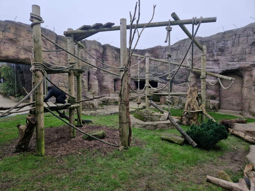 Sulawesi Crested Macaque exhibit