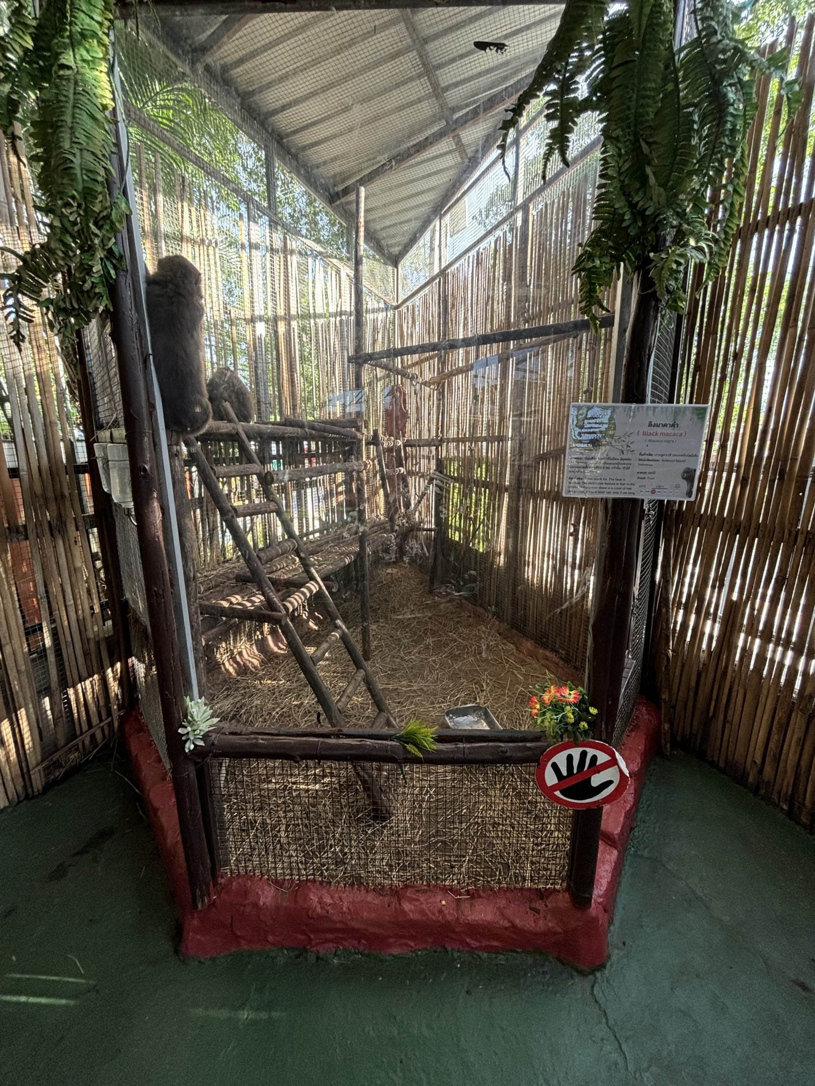 Sulawesi Crested Macaque Exhibit