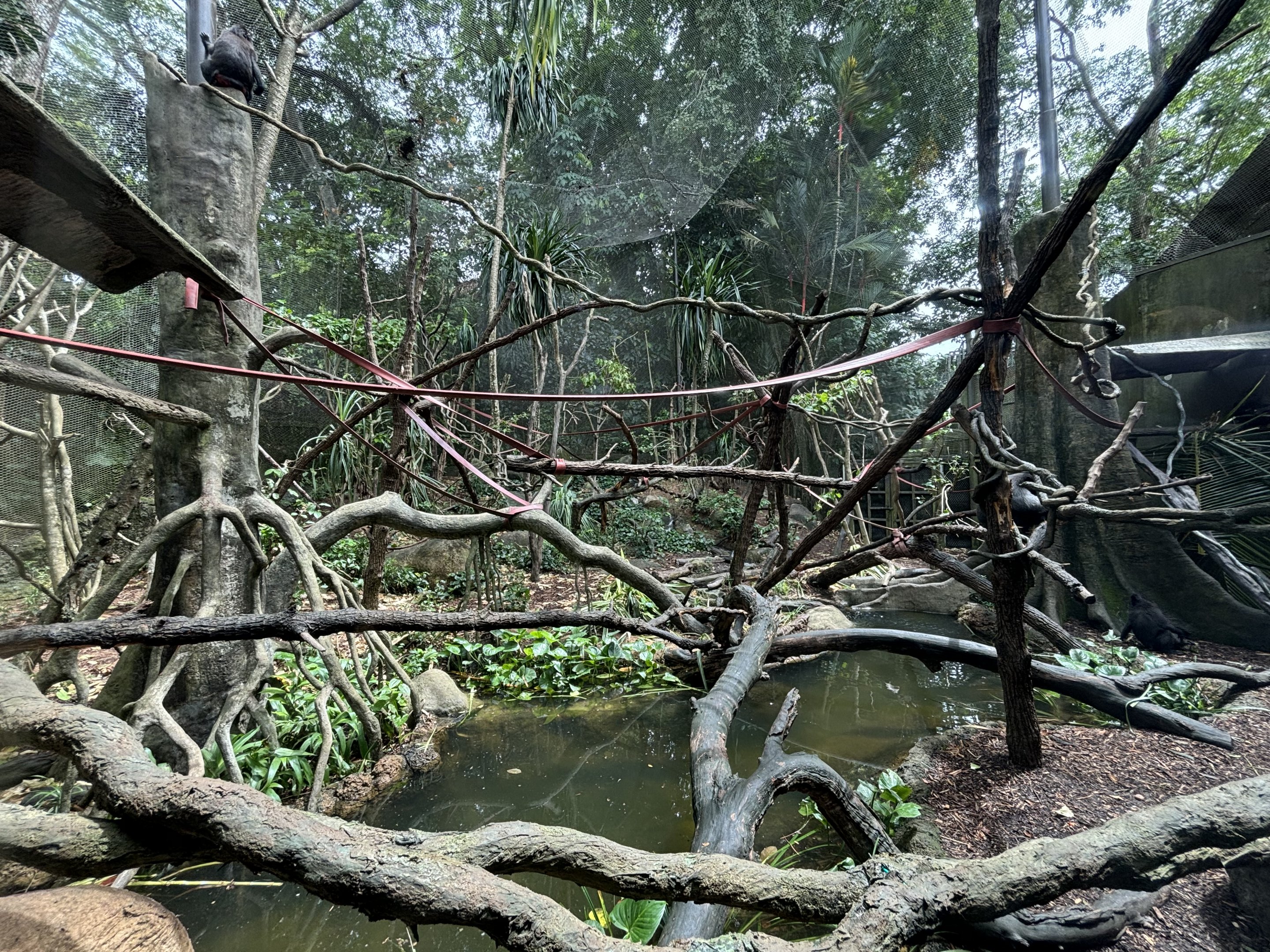 Sulawesi Crested Macaque Exhibit
