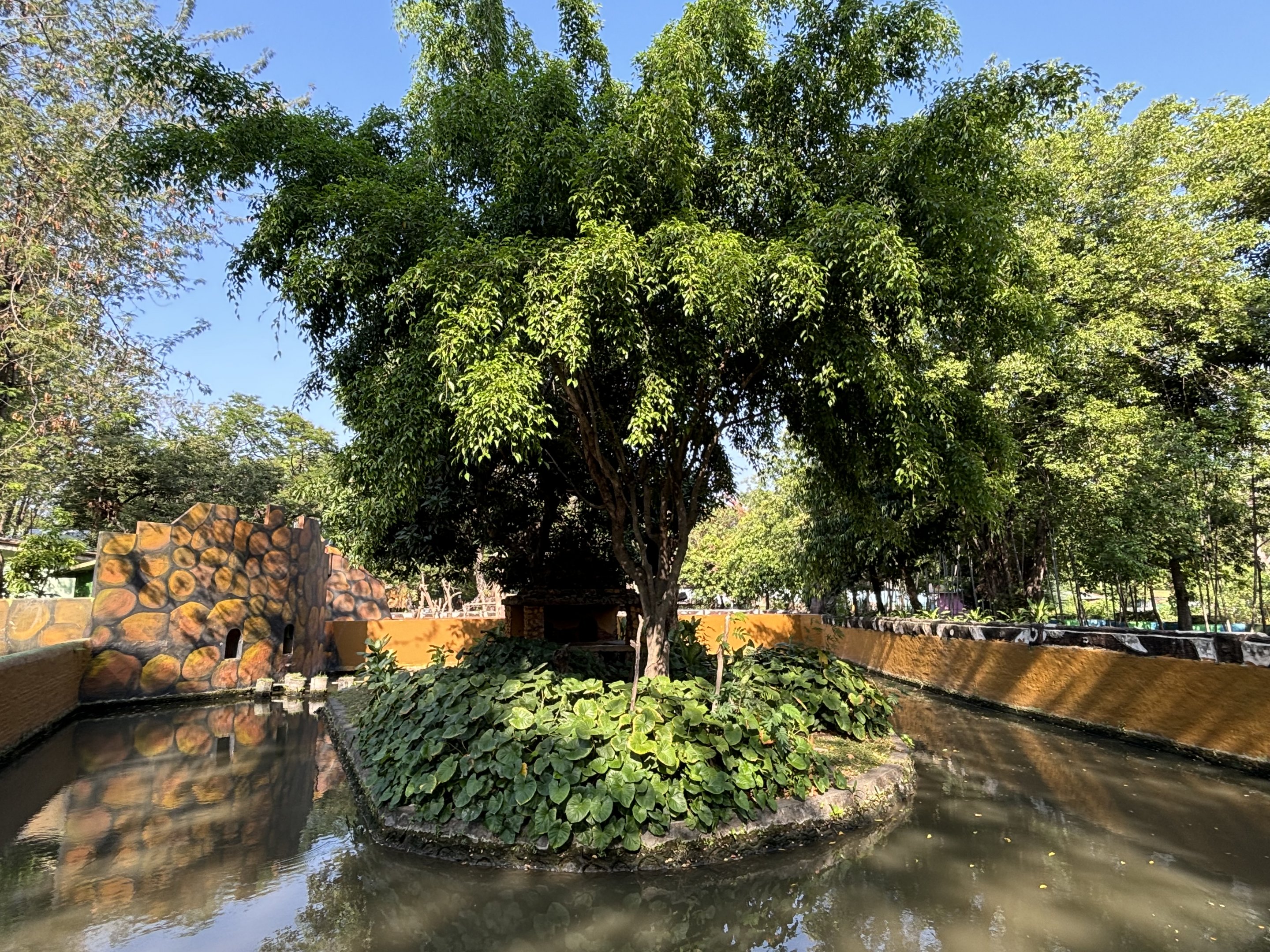Sulawesi Crested Macaque Exhibit