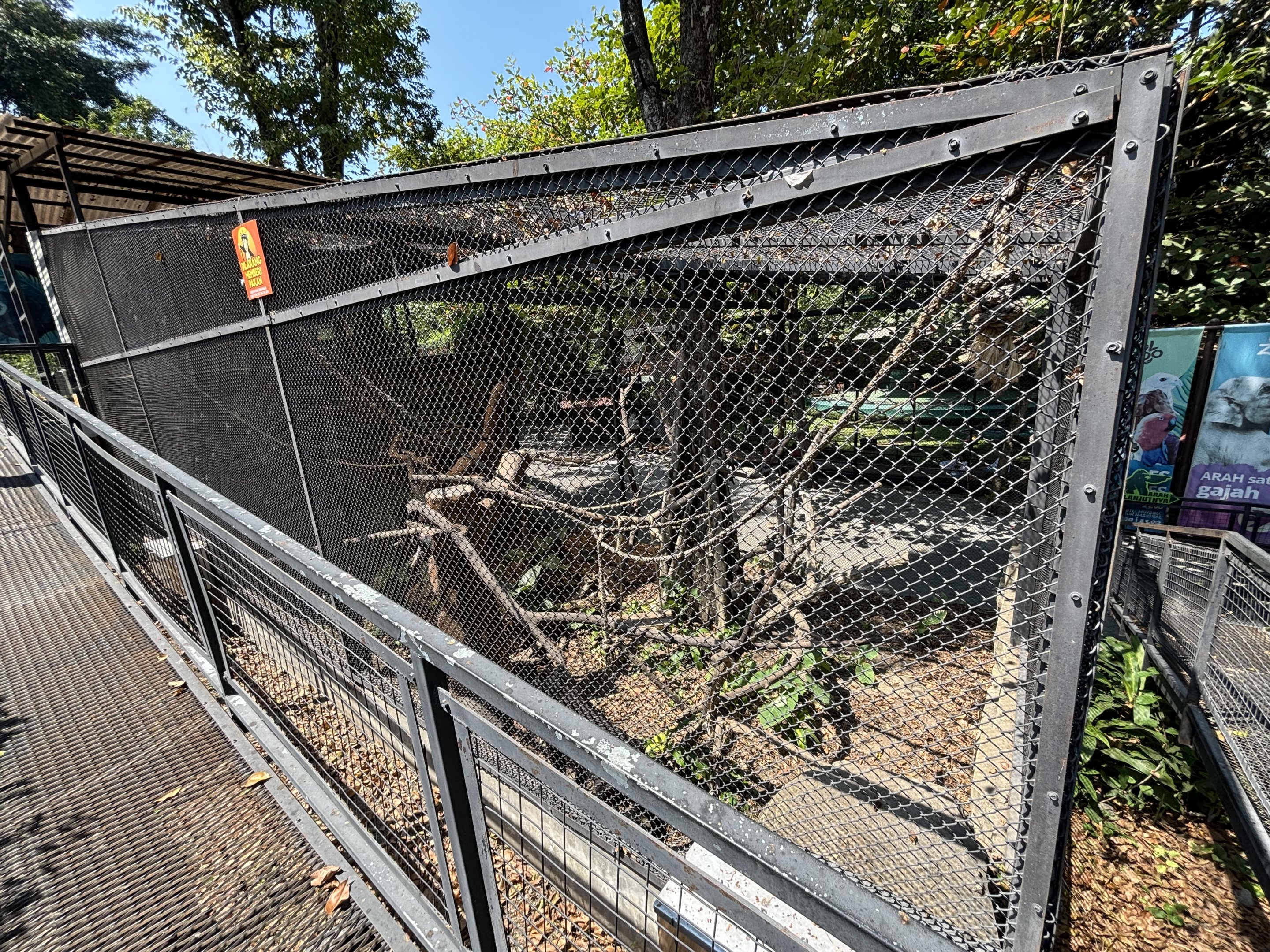 Sulawesi Crested Macaque Exhibit