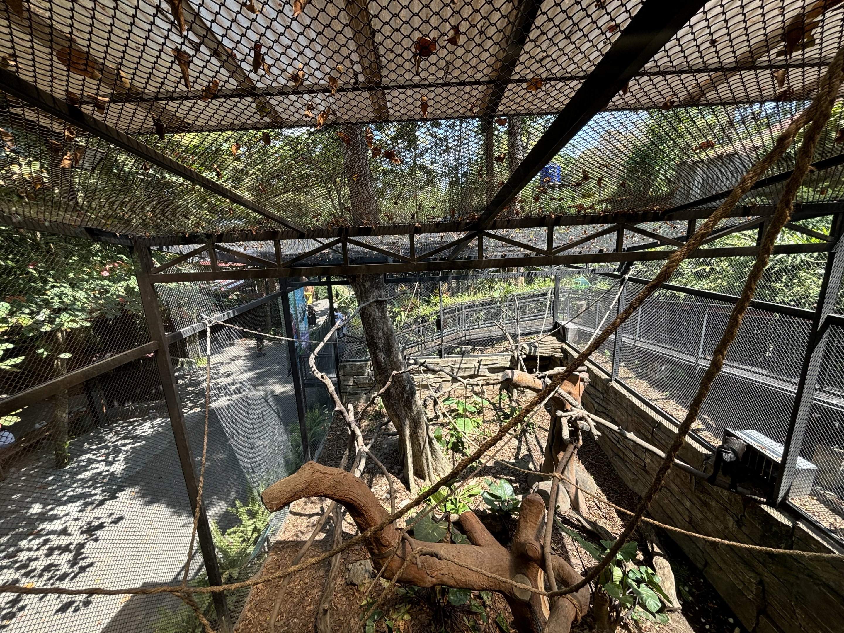 Sulawesi Crested Macaque Exhibit