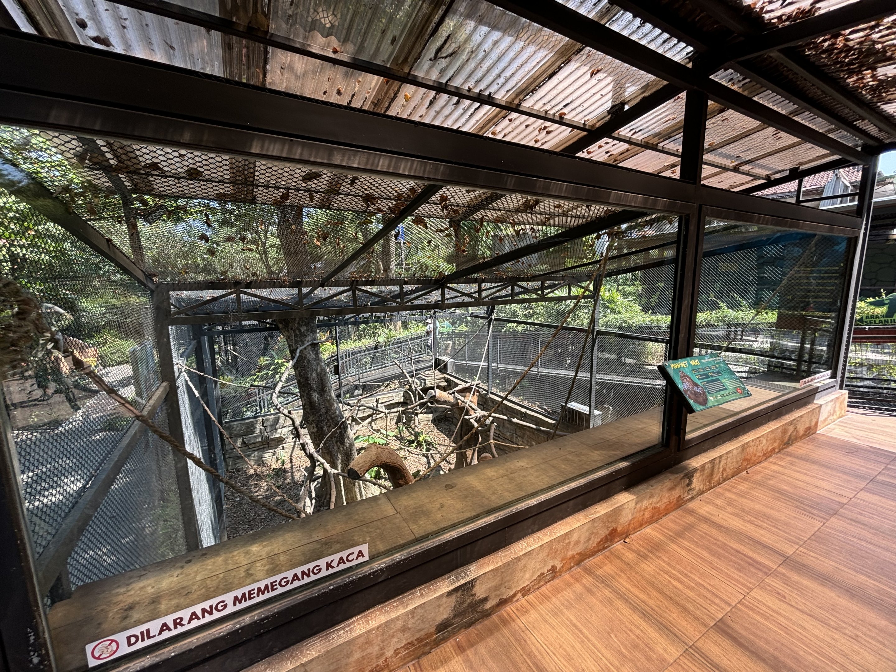 Sulawesi Crested Macaque Exhibit