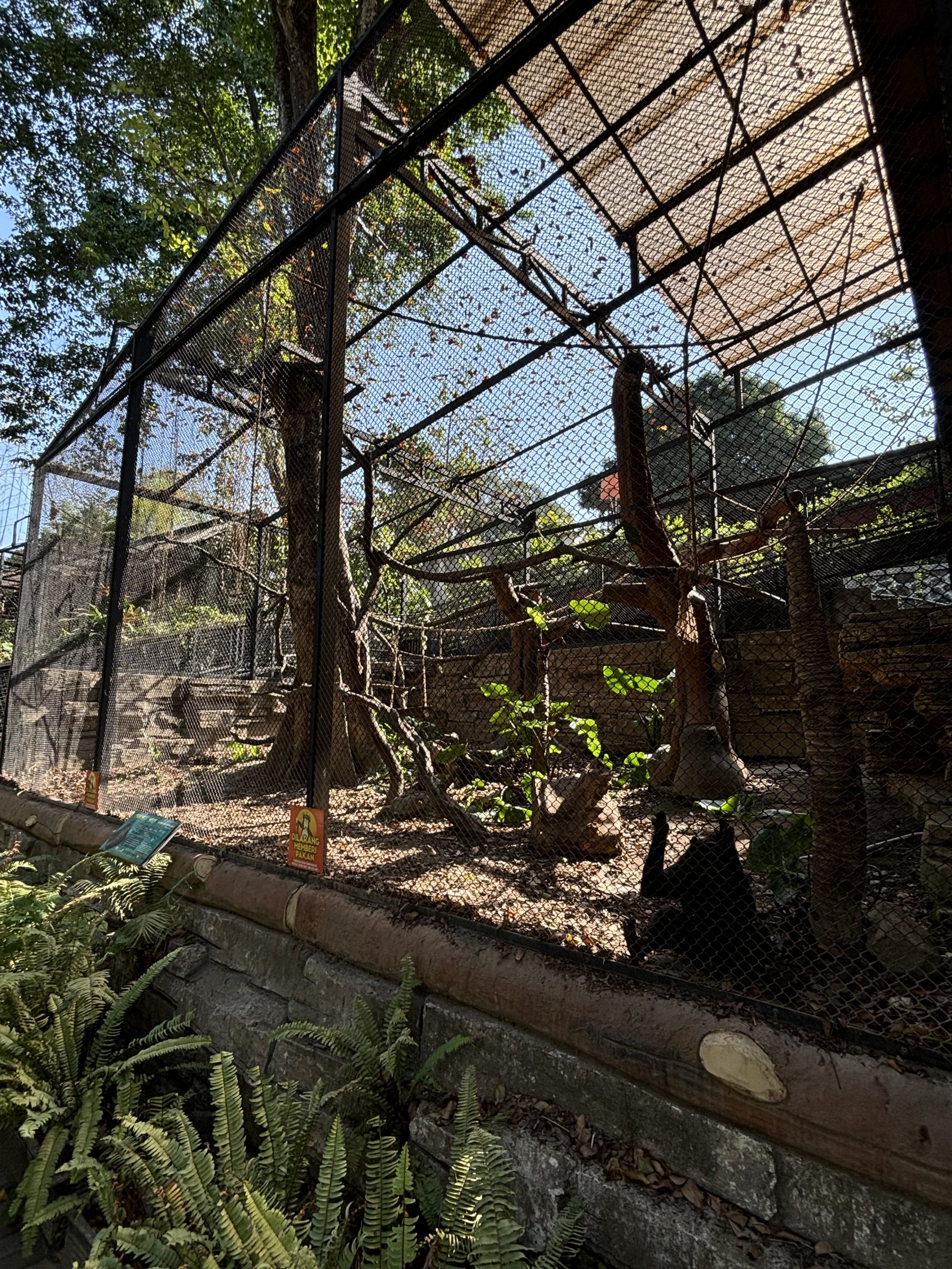 Sulawesi Crested Macaque Exhibit