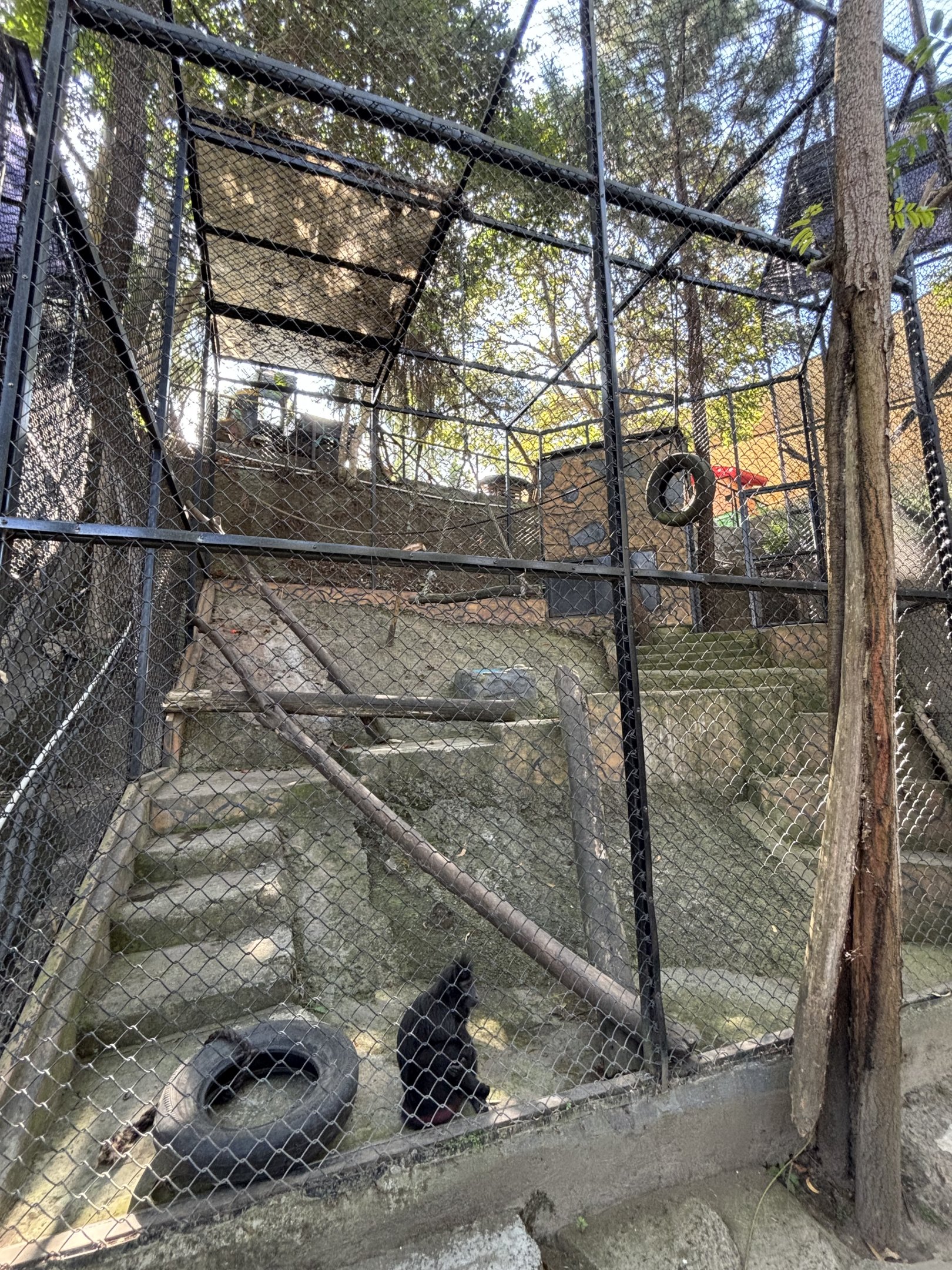 Sulawesi Crested Macaque Exhibit